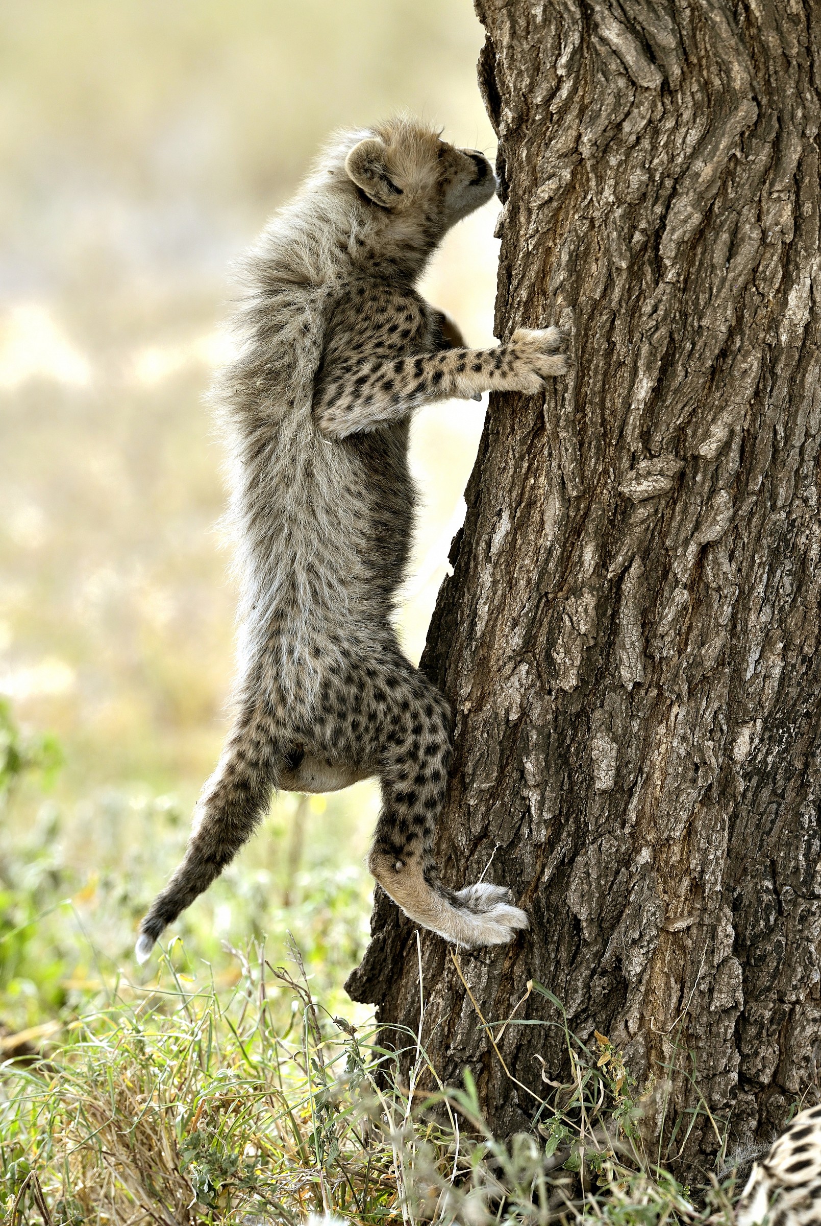 Tanzania 2015 - Ragnetto