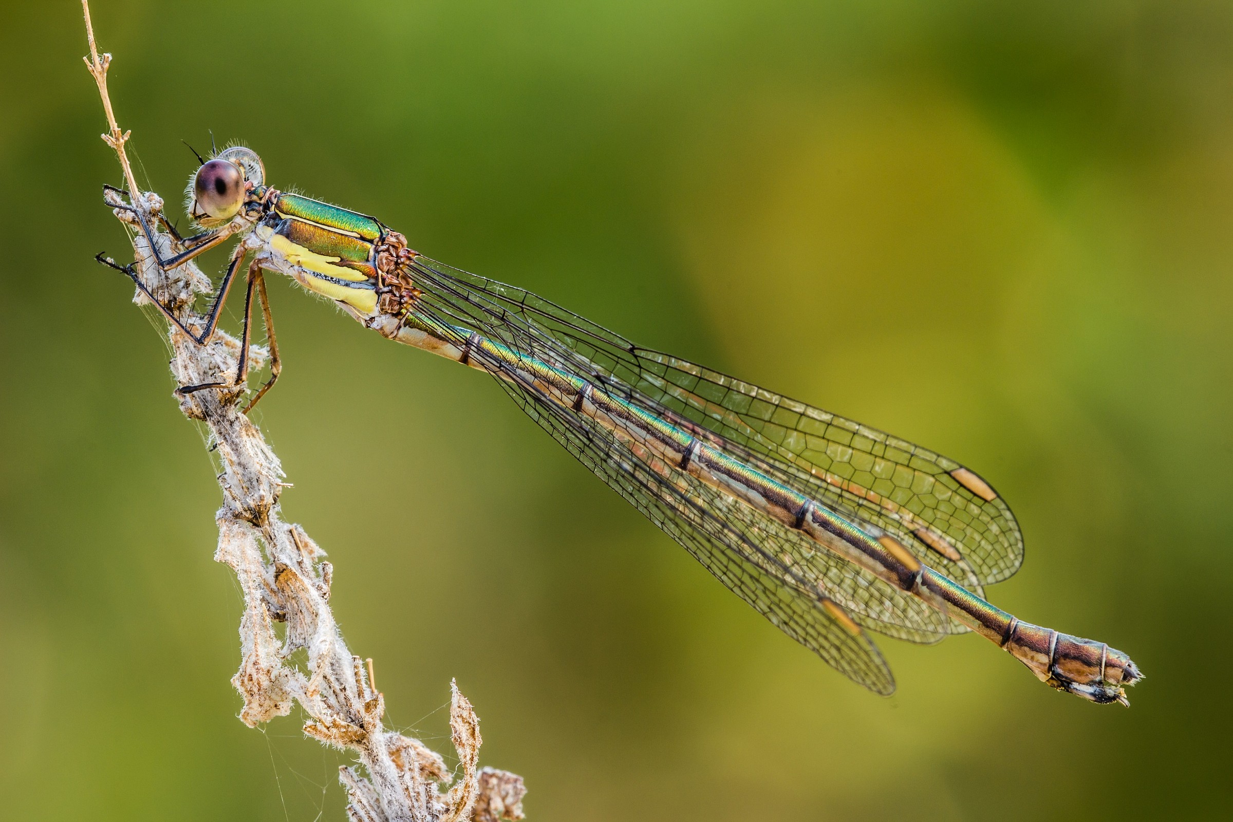 Chalcolestes viridis (Vander Linden, 1825), femmina