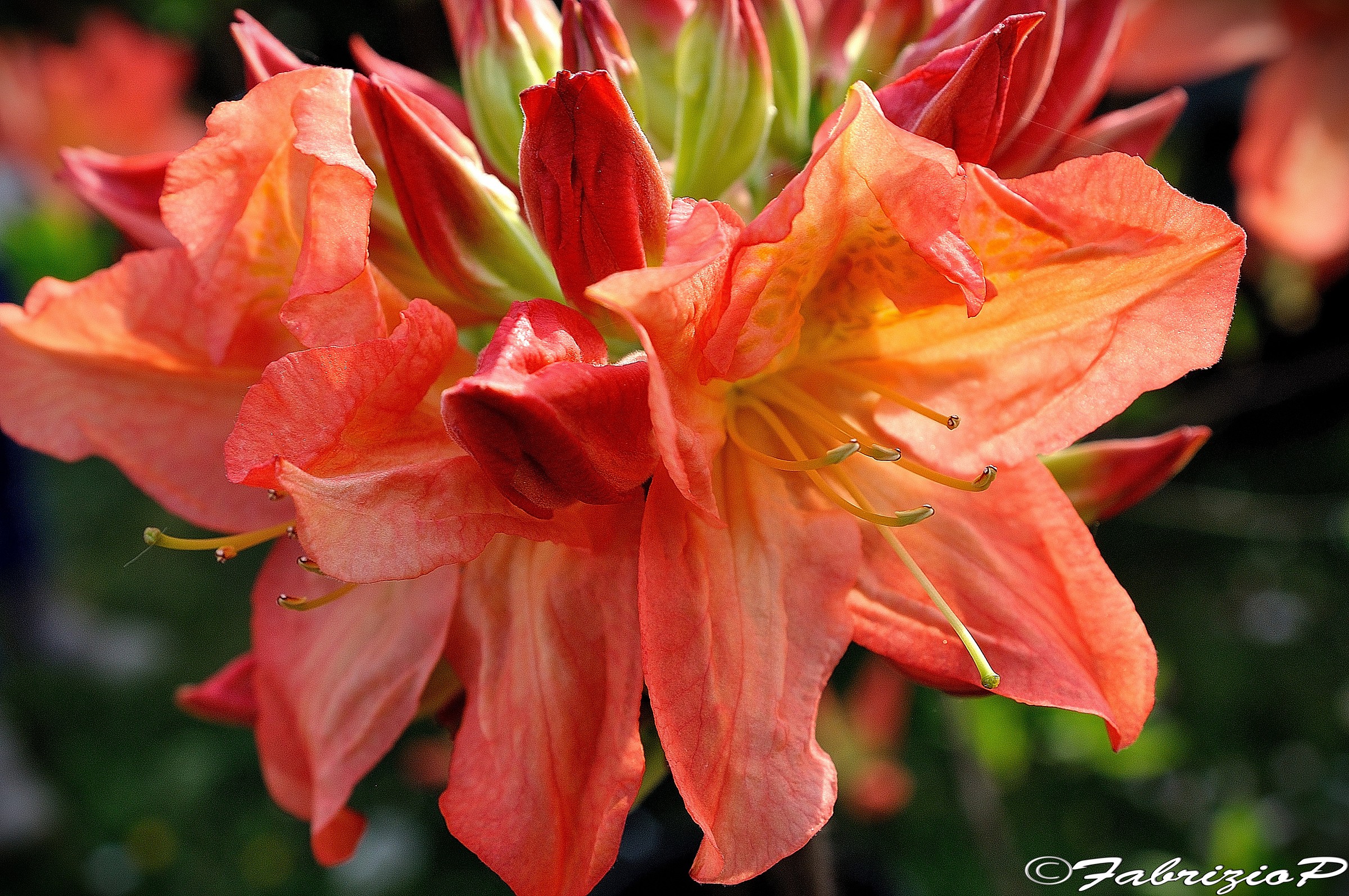 Sensualità floreale