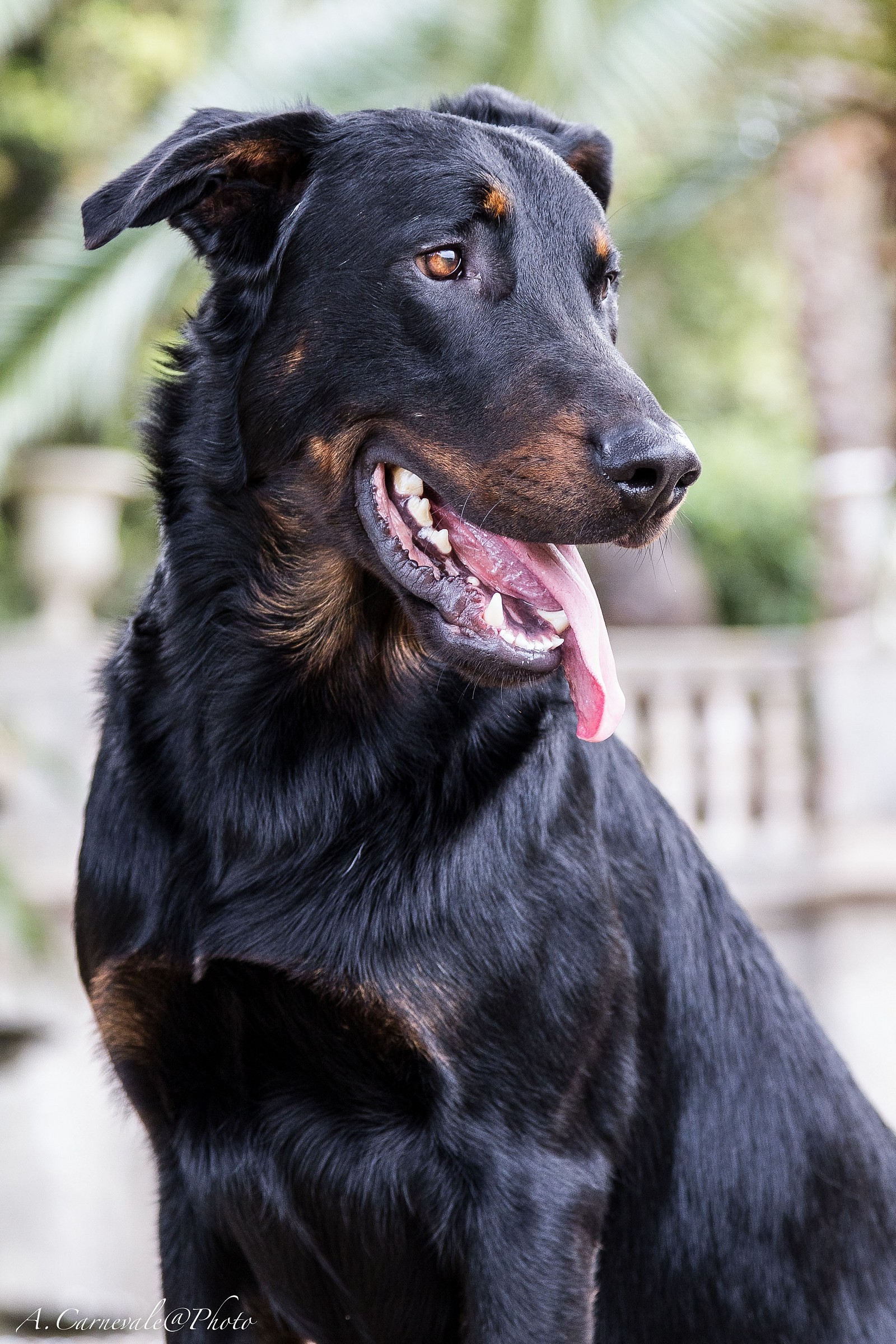 ION des Gardiens de Rome