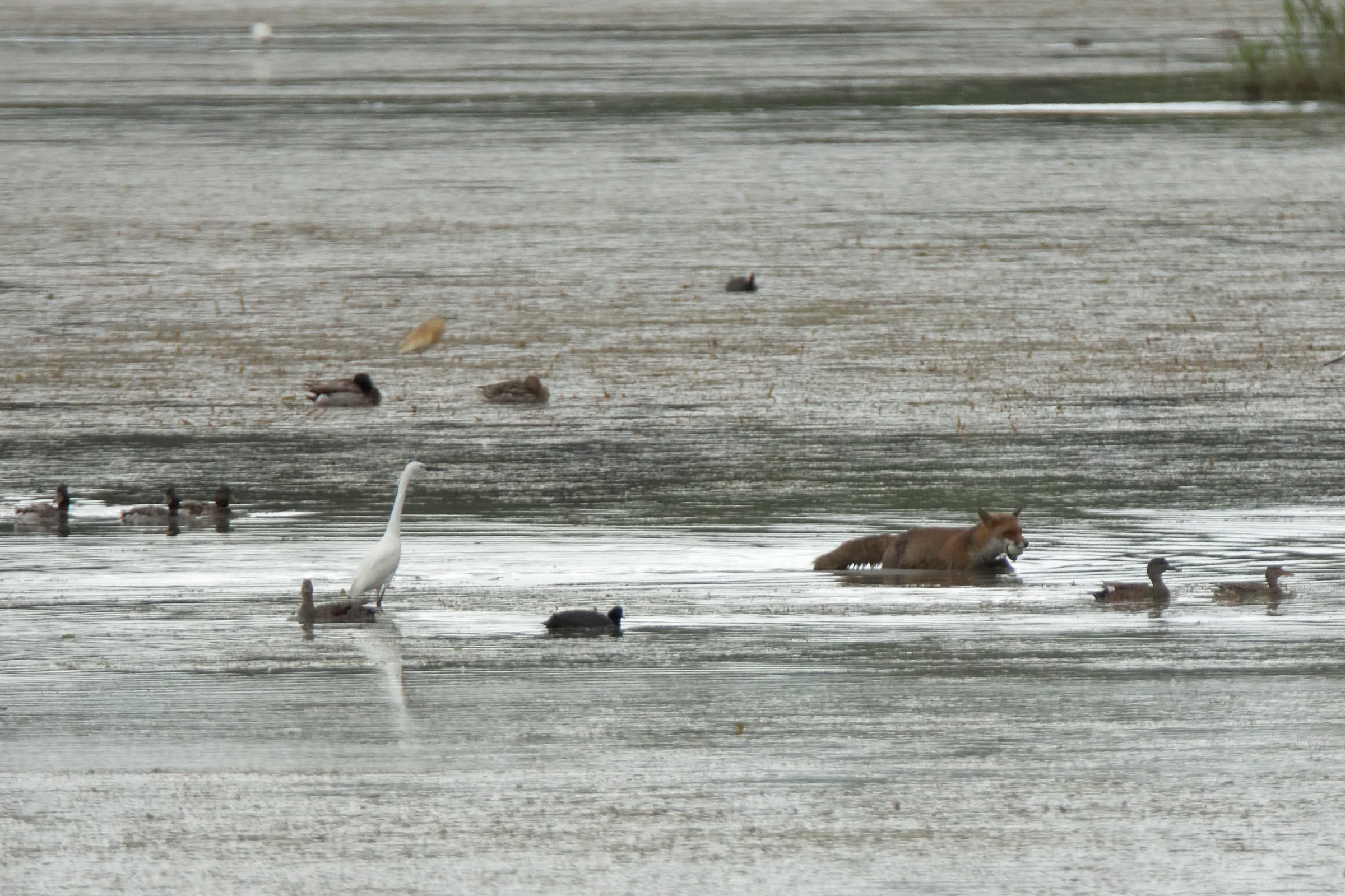 Volpe con uovo di cigno