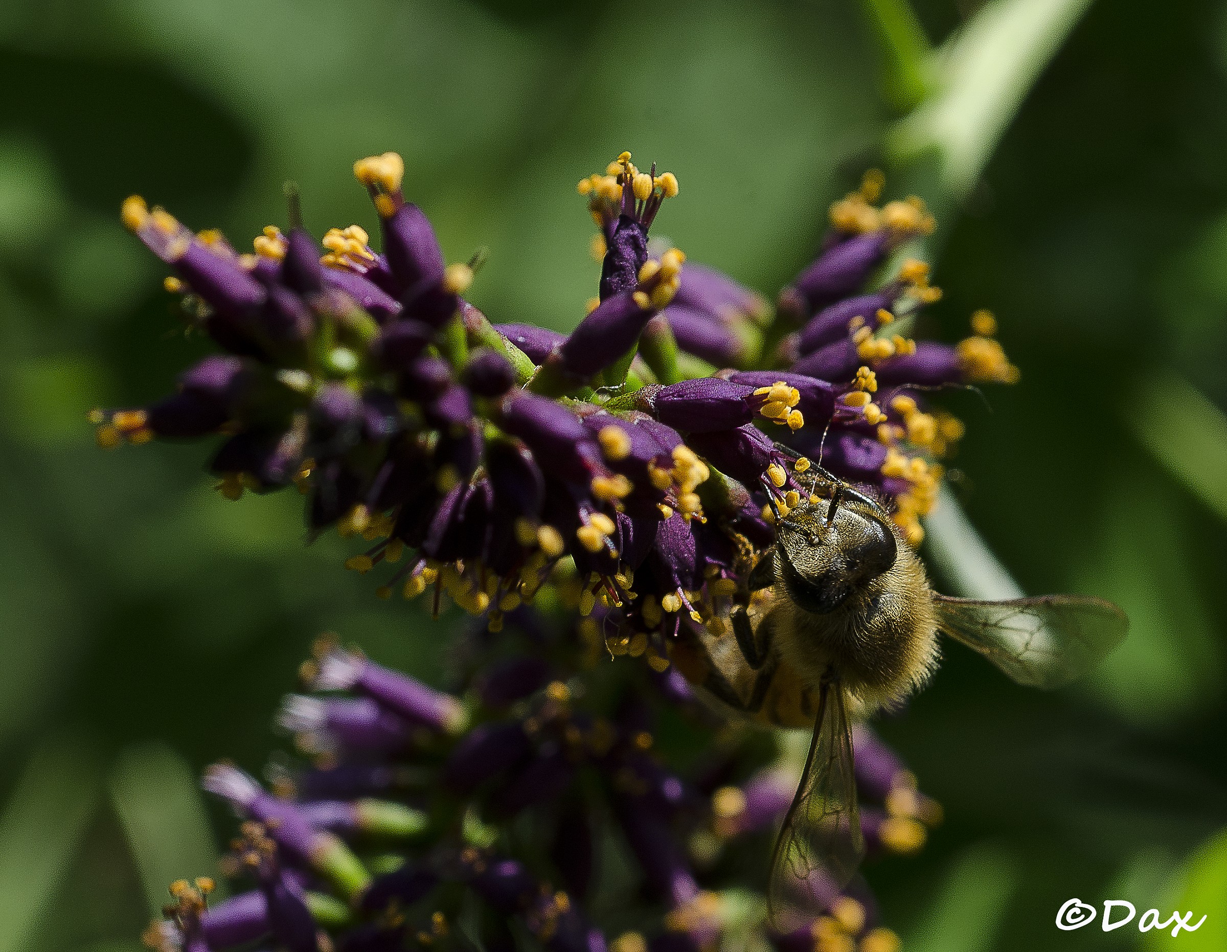 bee on Amorpha