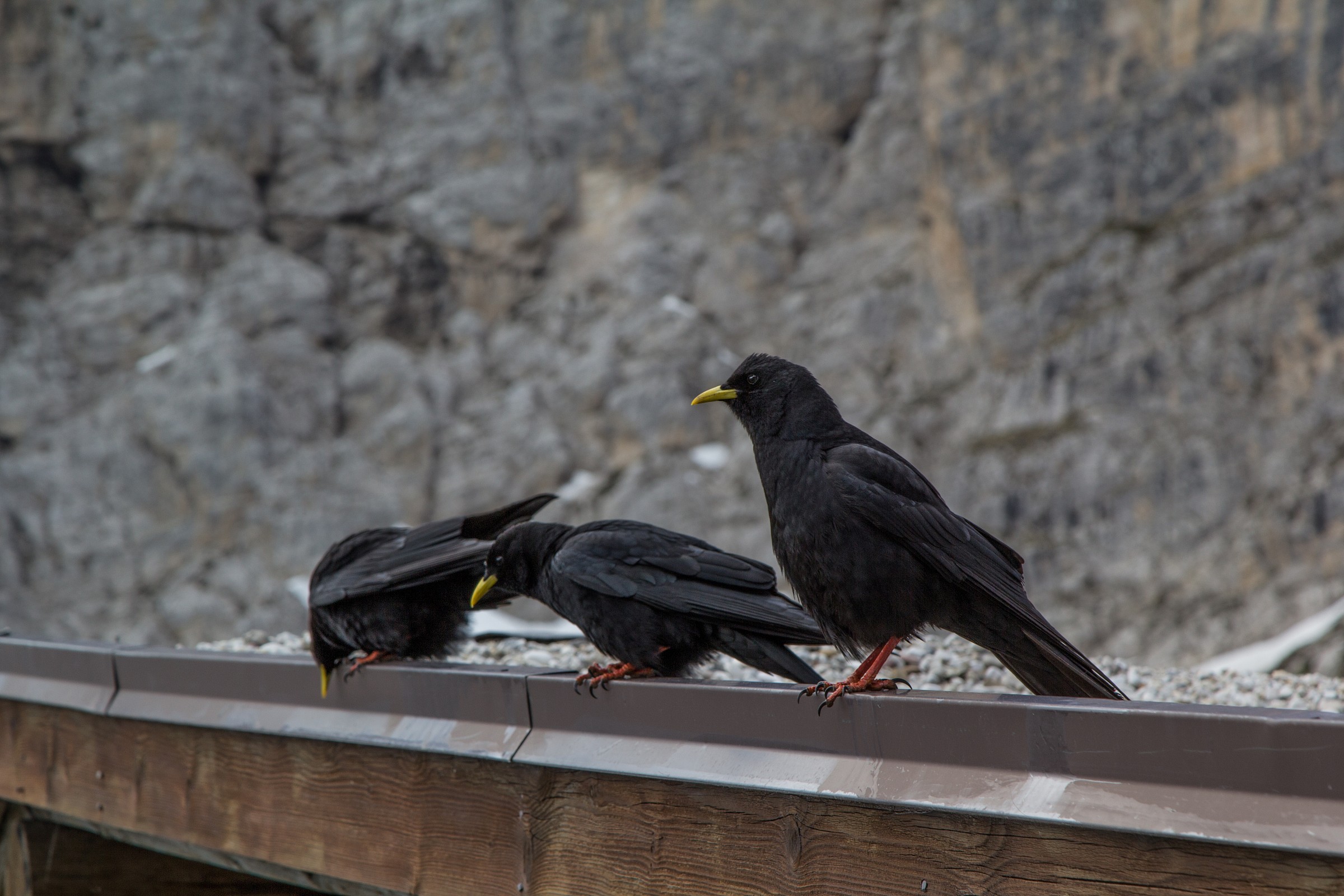 Alpine Chough