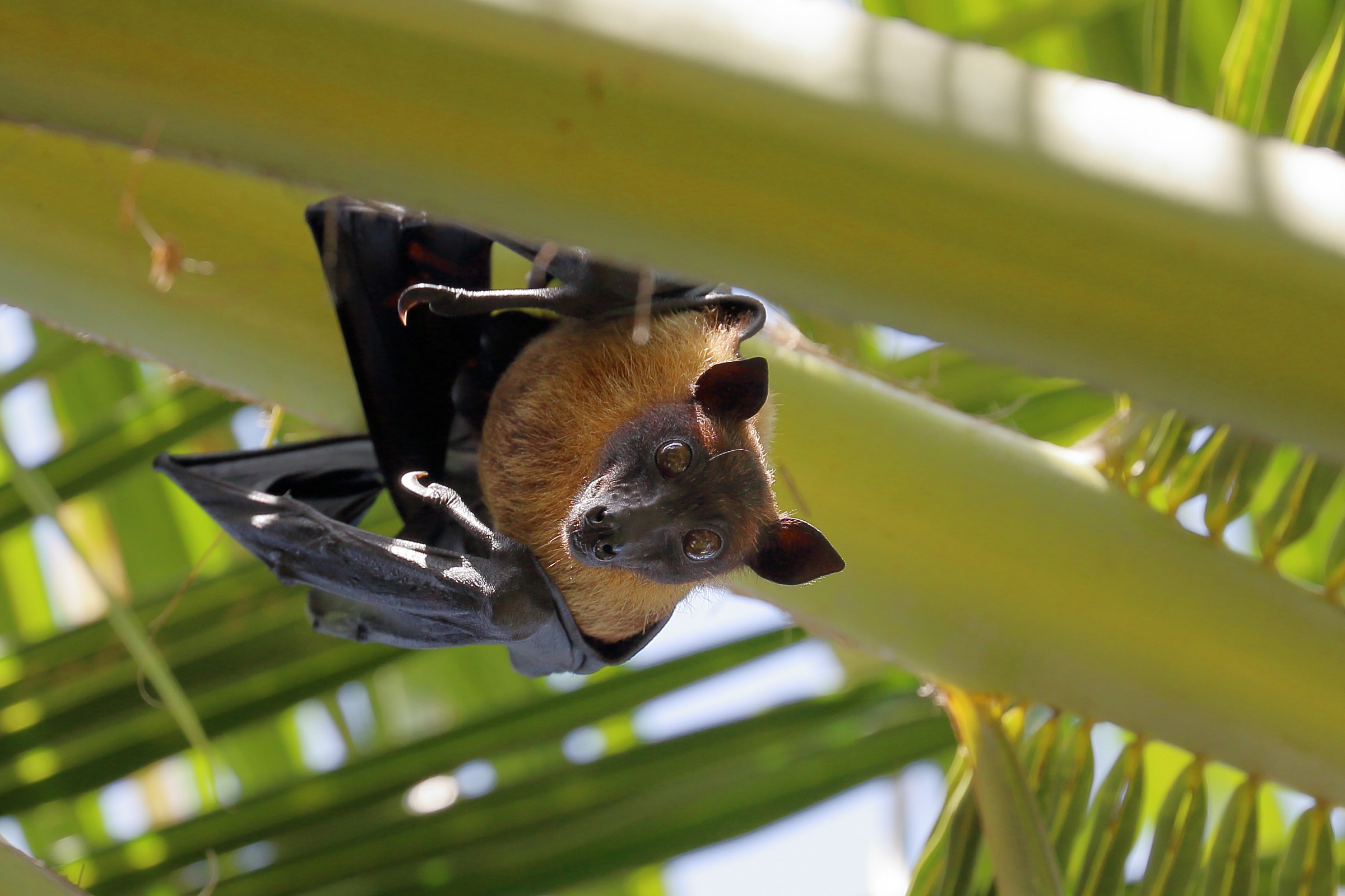 Megabat or Flying Fox (Fruit Bat)
