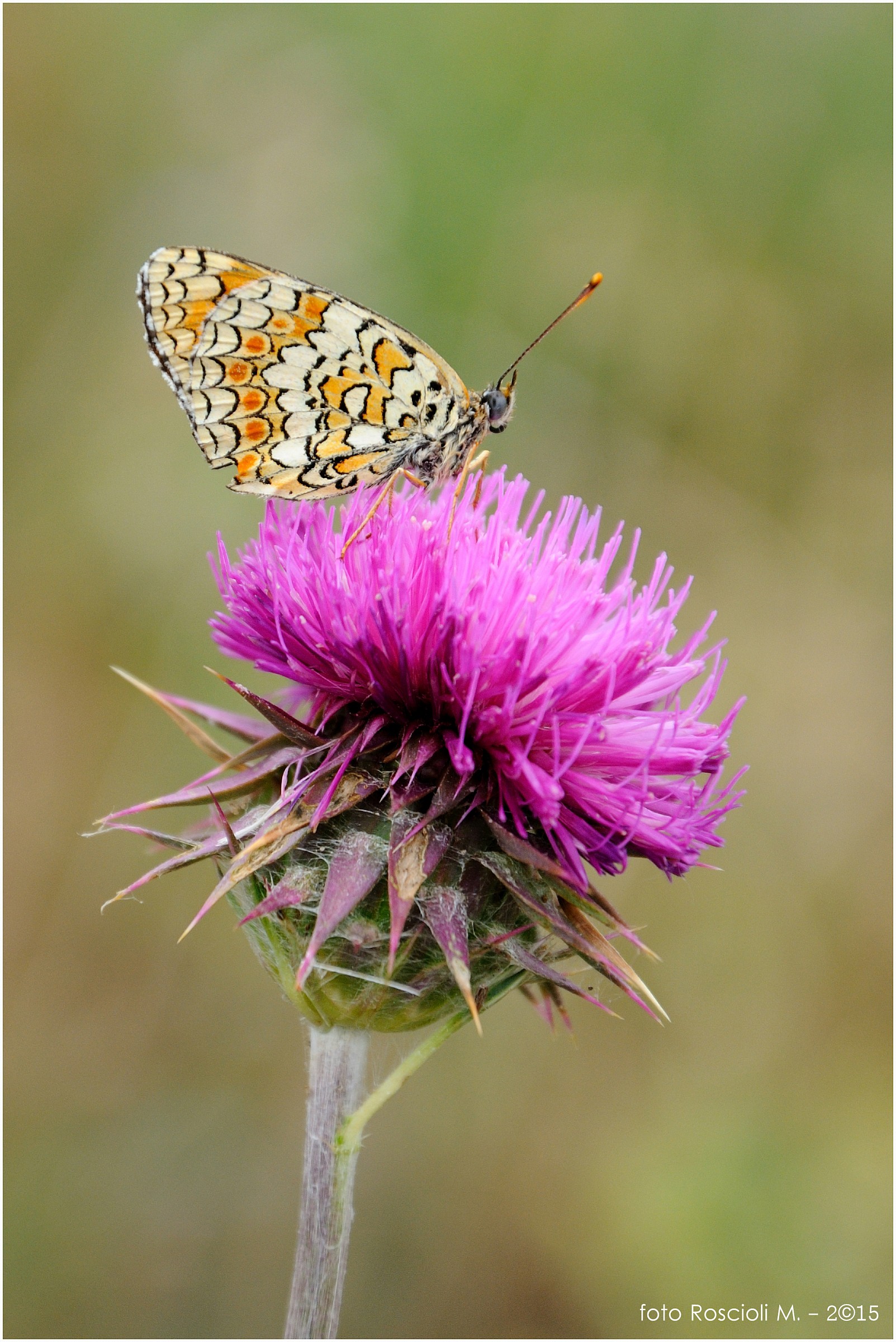 Melitaea didyma su cardo.