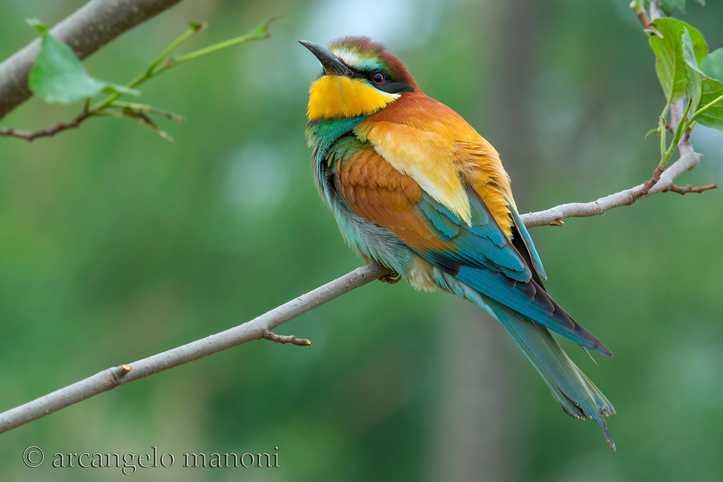 Il padrone alato delle praterie