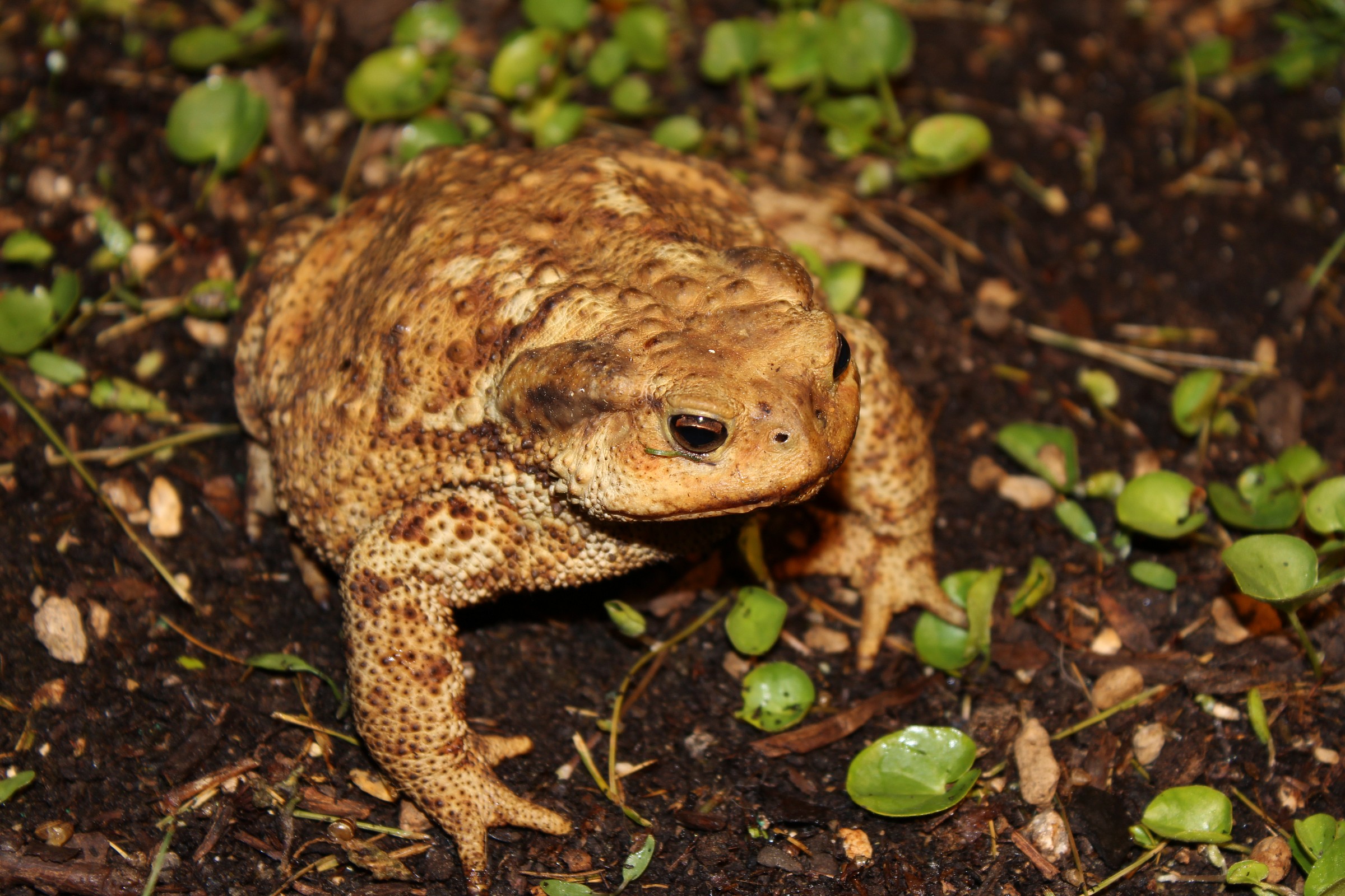 The Boss of the garden