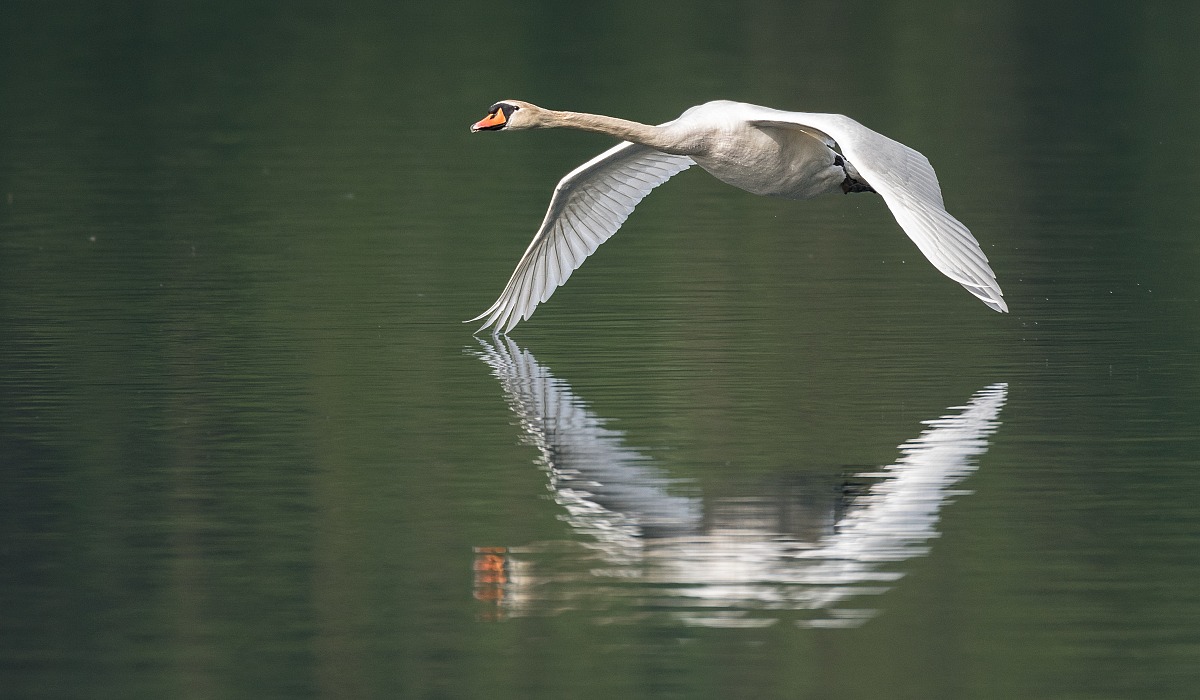 specchiato nell'acqua