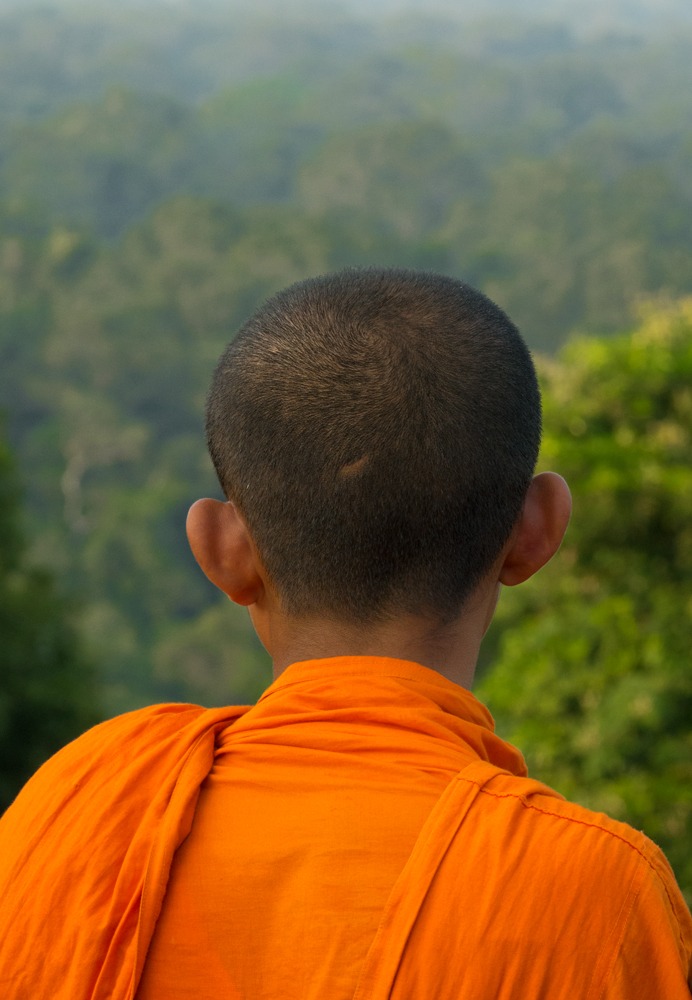 Looking at the forest