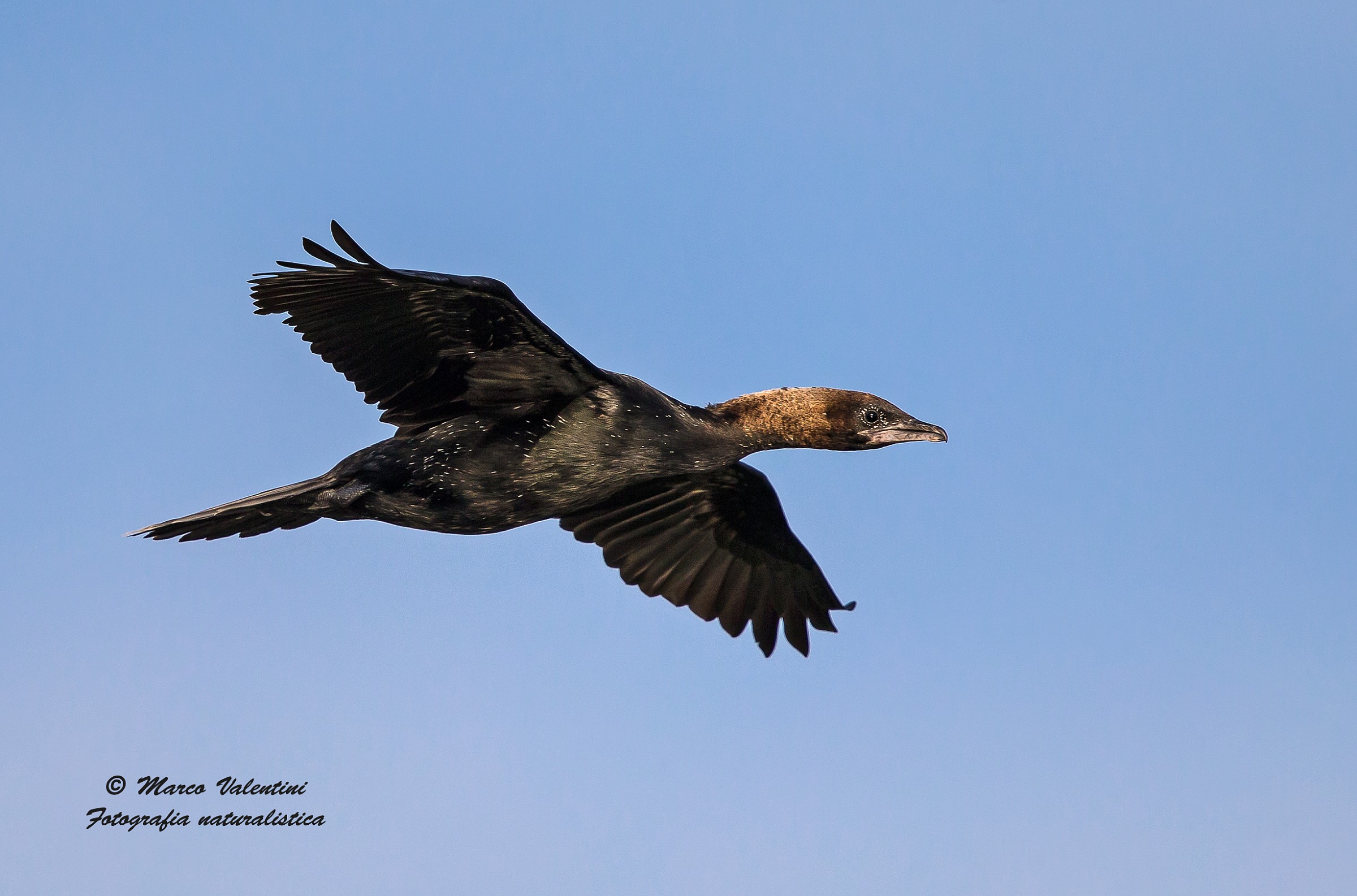 Pygmy Cormorant