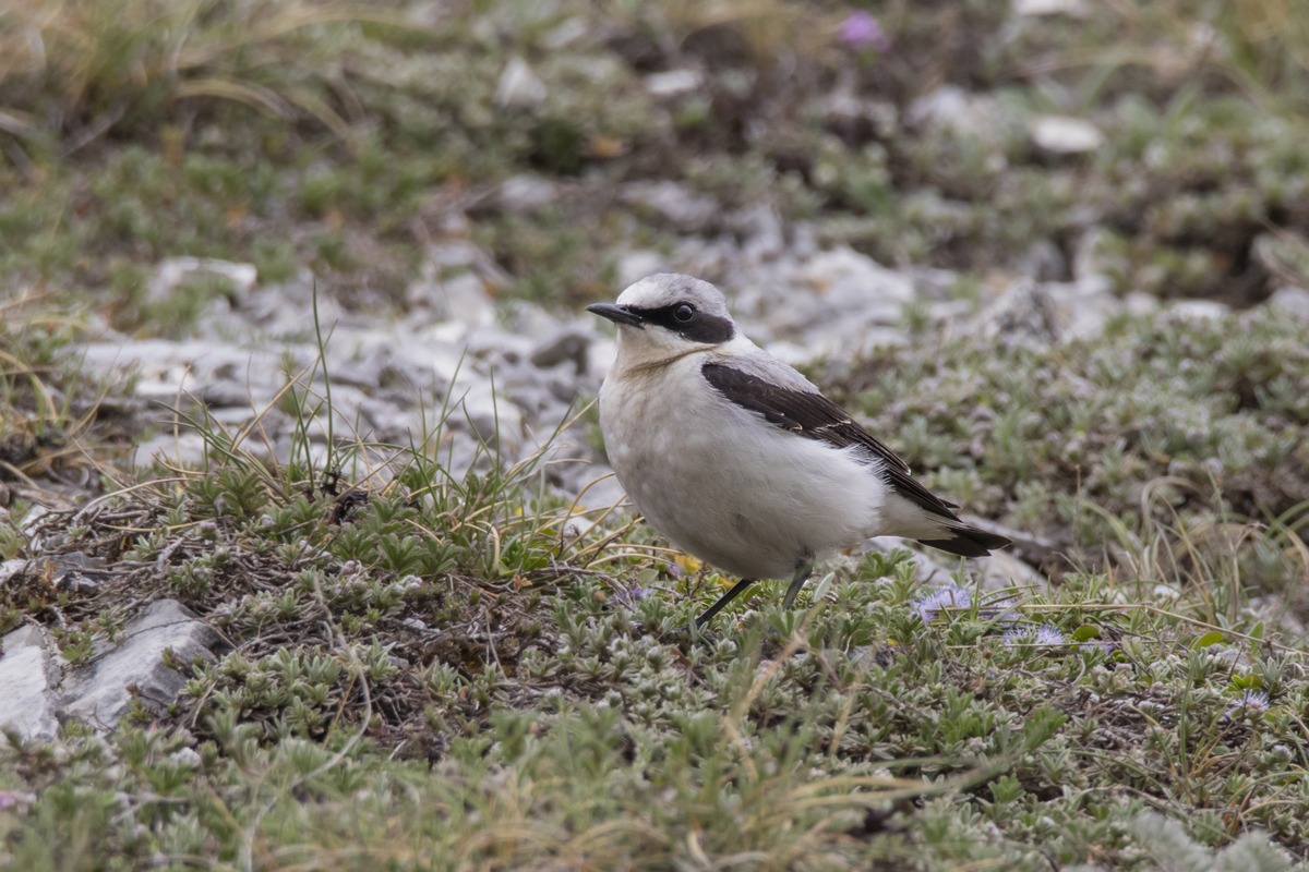 Wheatear