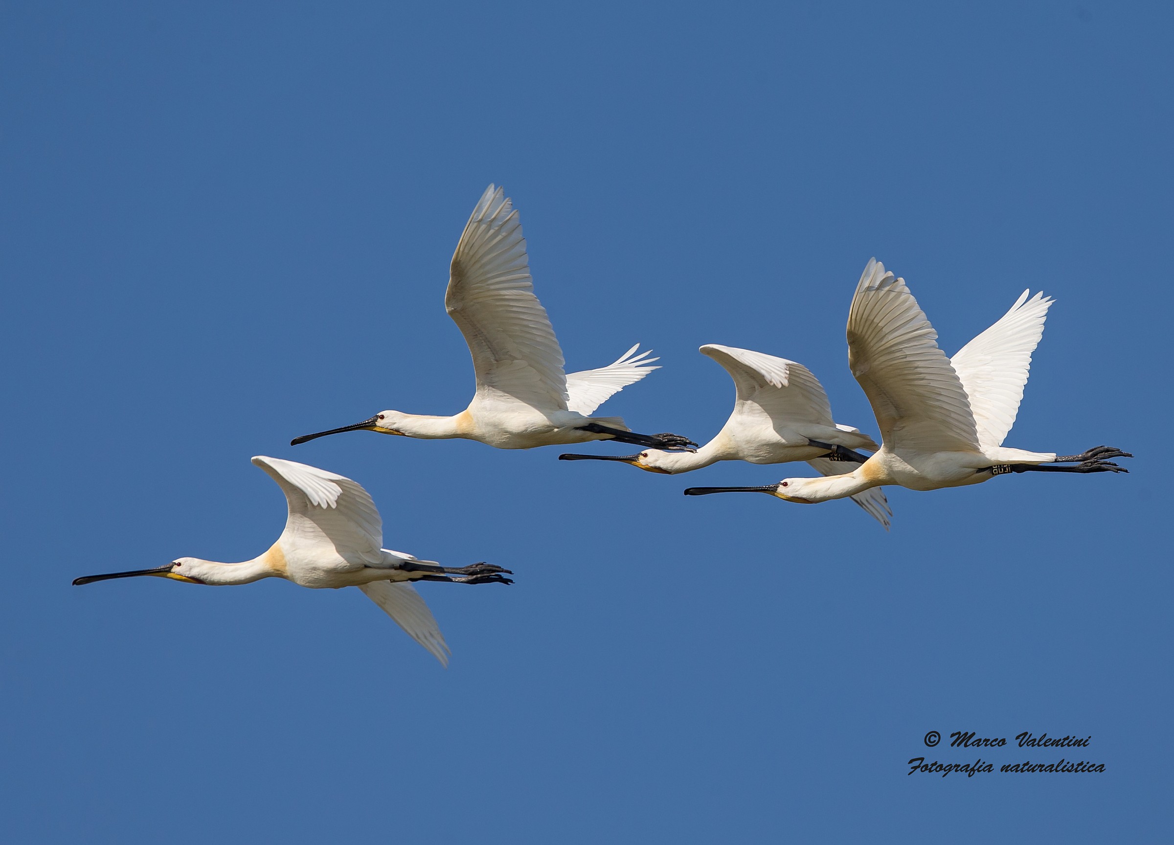The beauty of flight