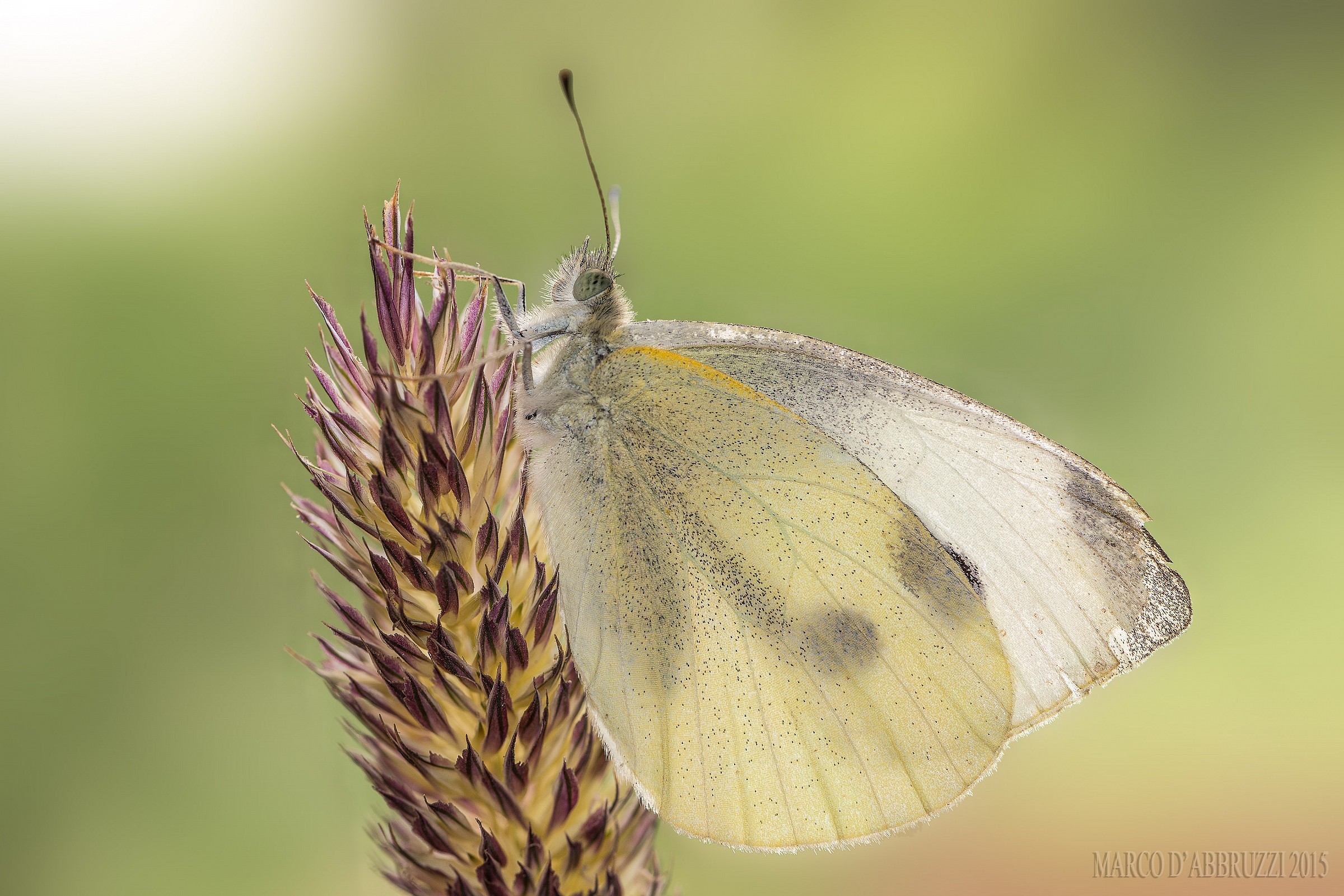 Pieris rapae ...