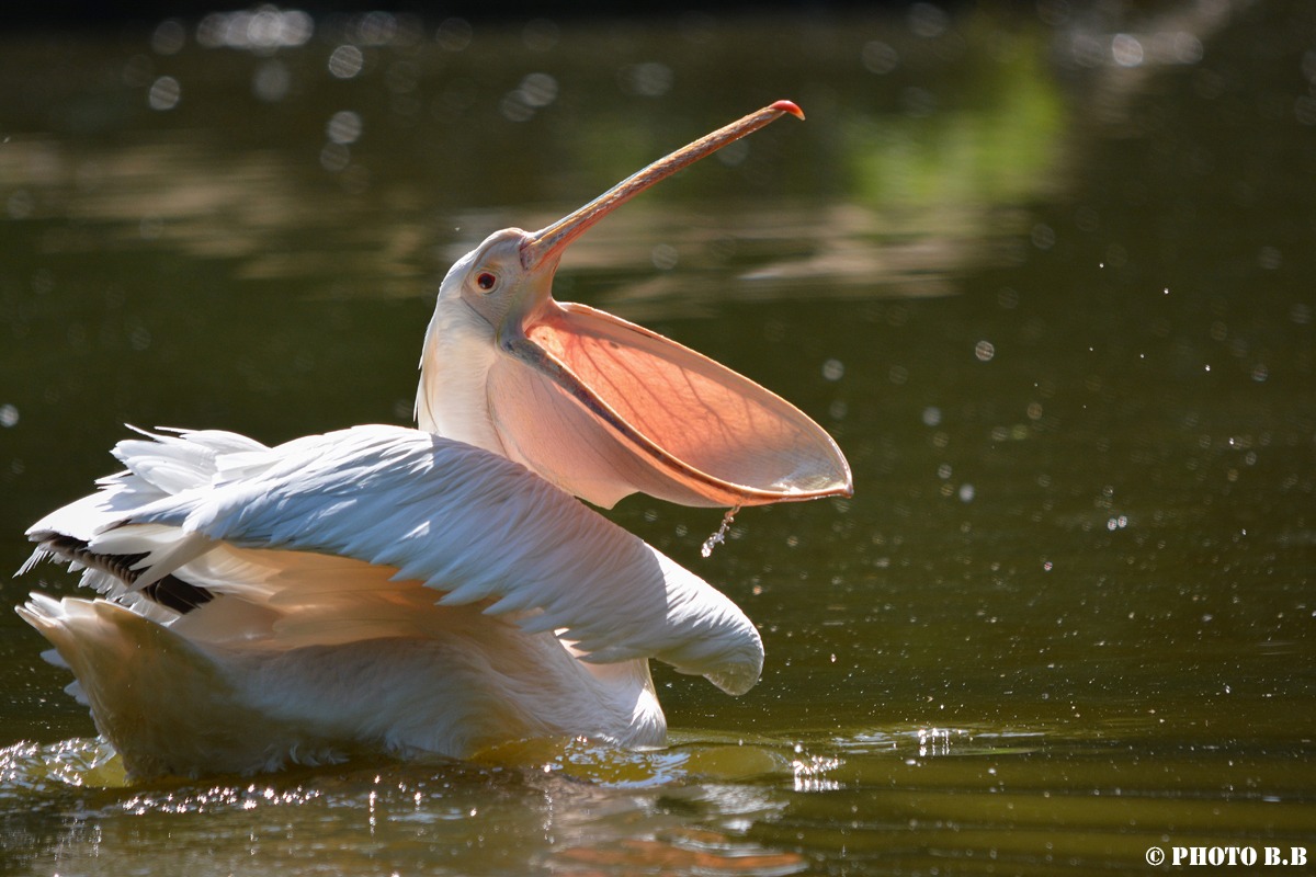 "And let me cantaaare ..." - (Pelecanus)