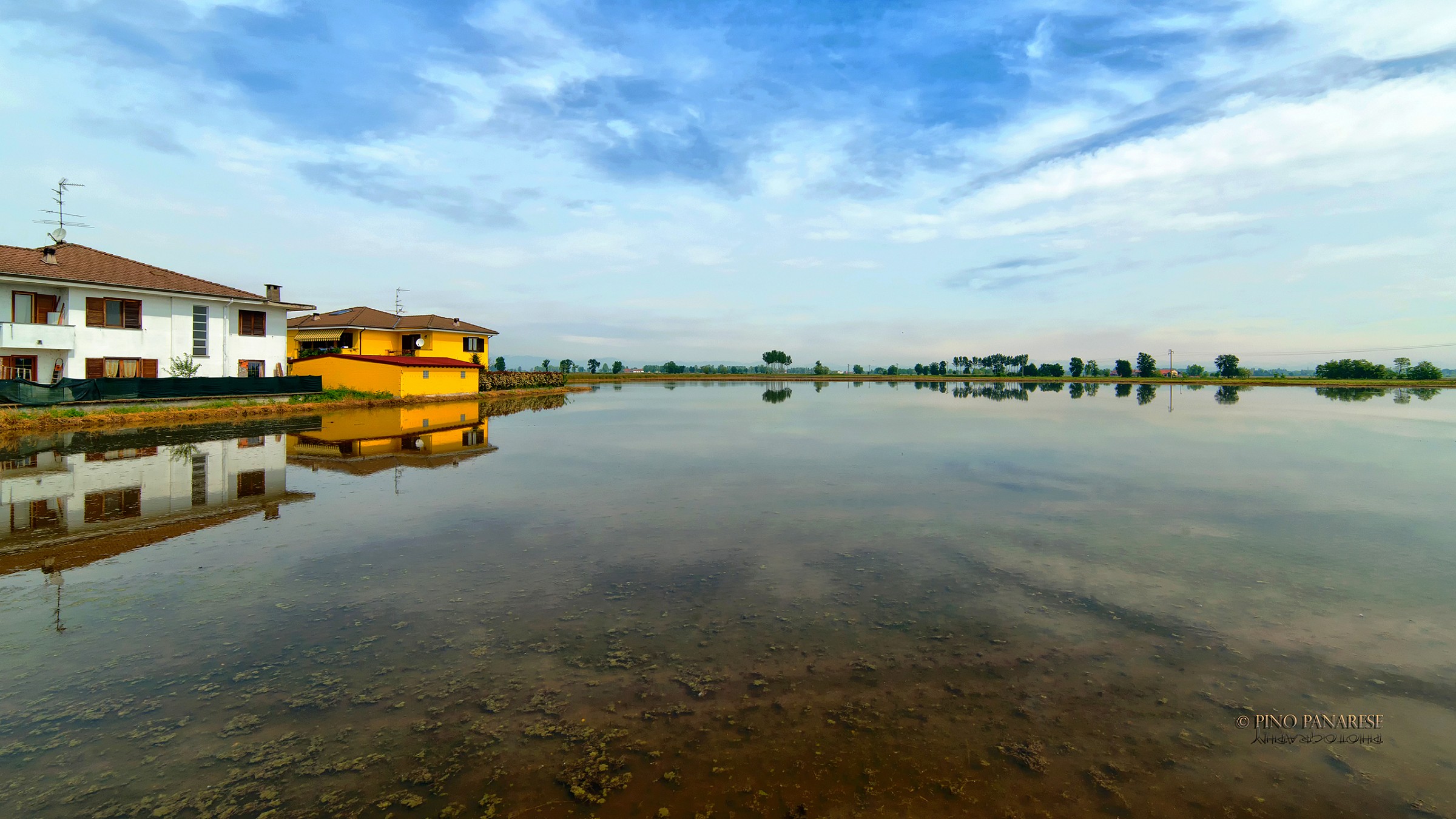 reflections in paddy