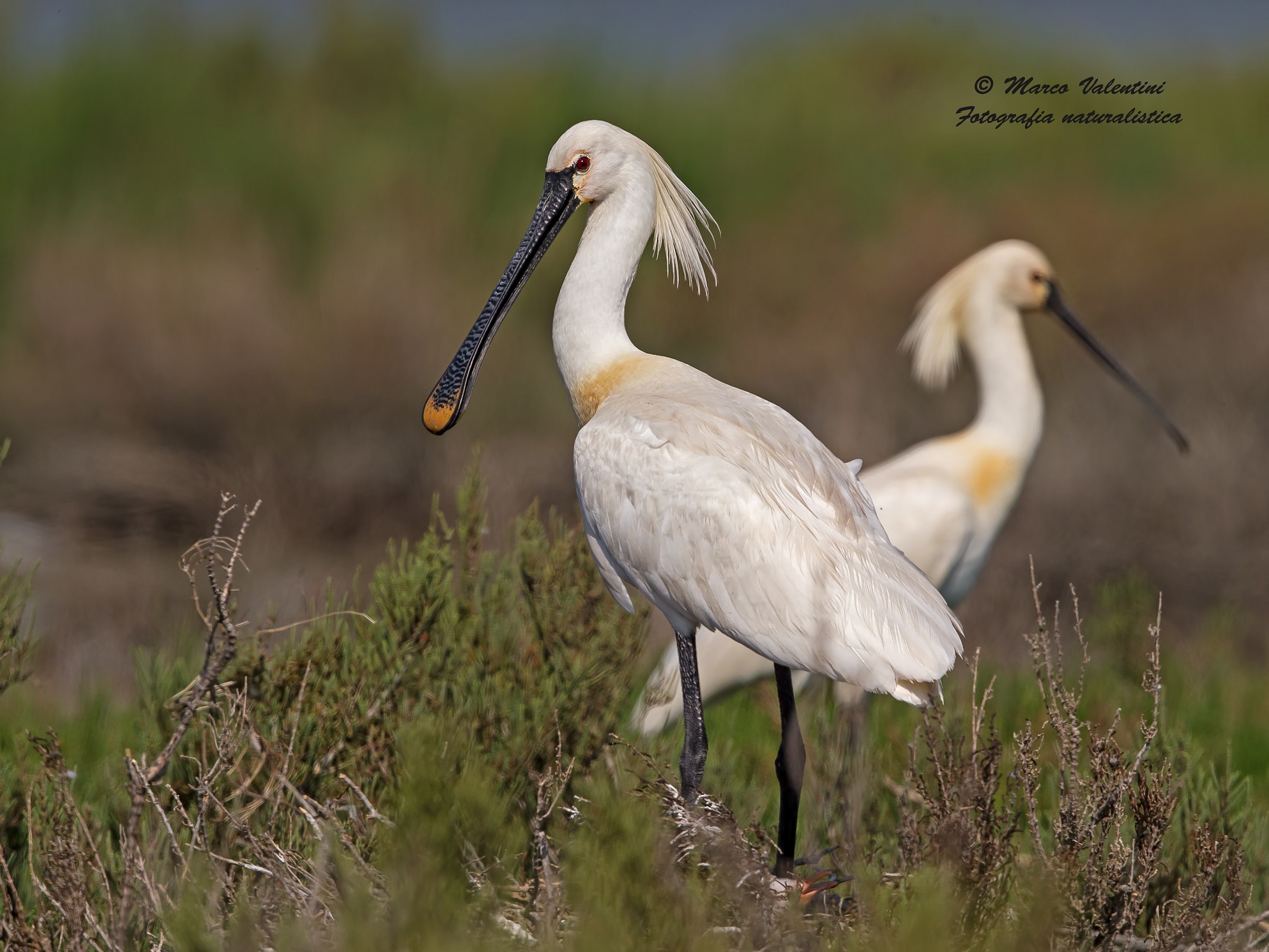 Only a ... beautiful spatula