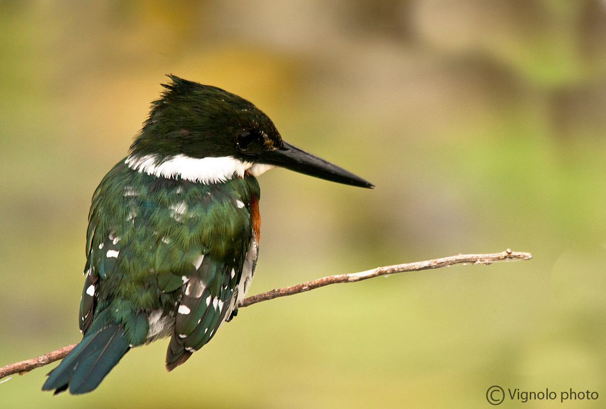 Martin pescatore (piccolo)