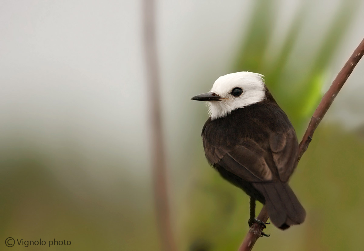 La Bandera (maschio)
