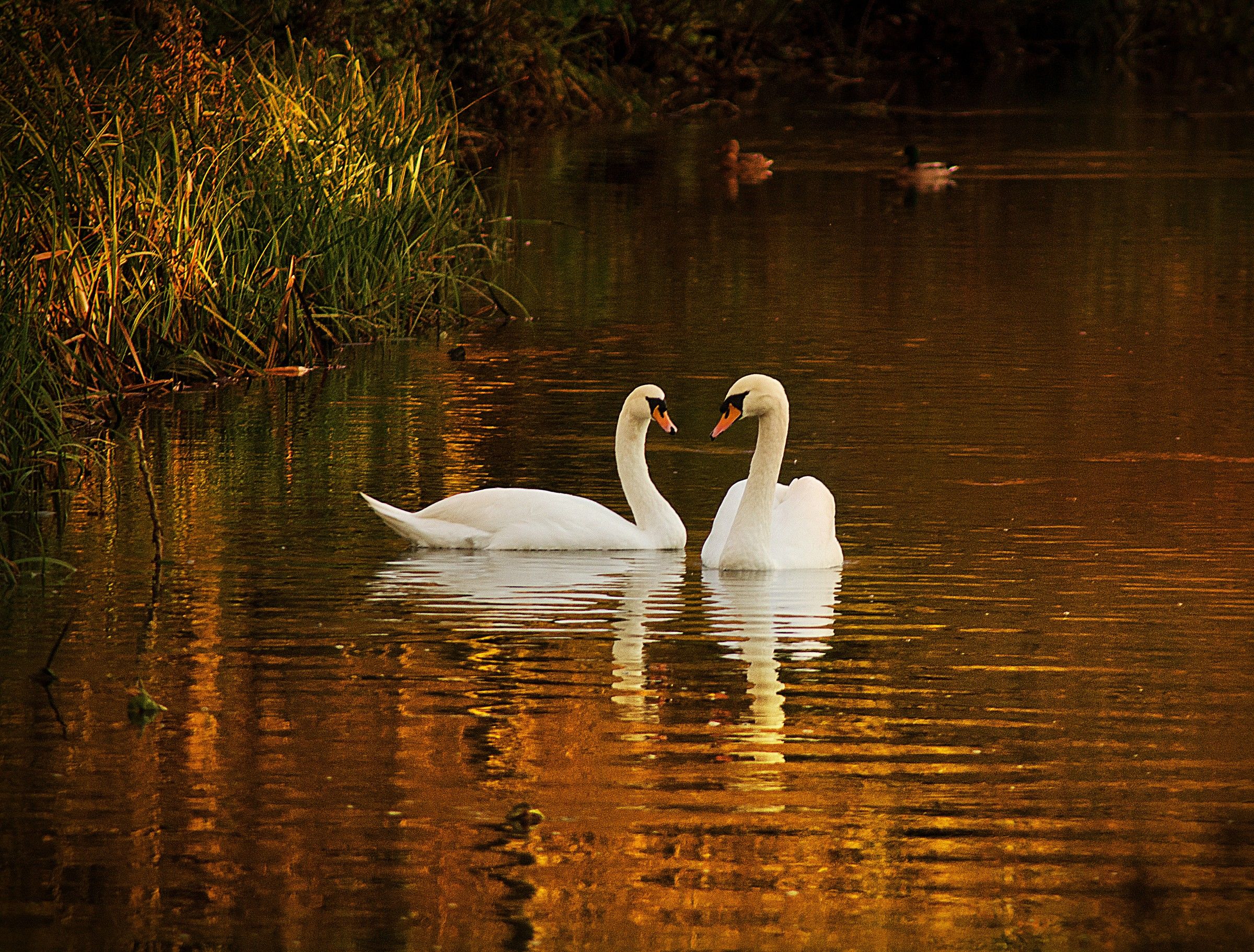 Swans at Sunset