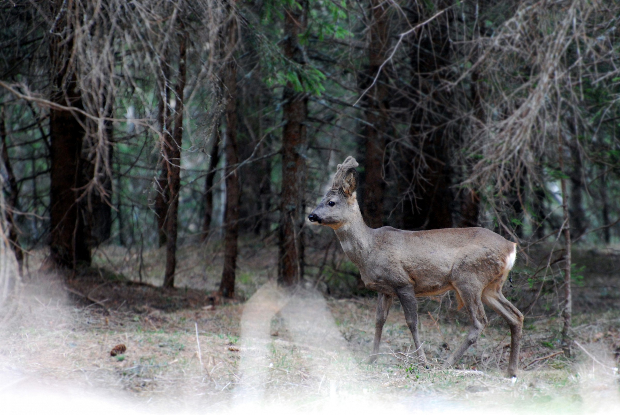 Piansir-maschio con velluto
