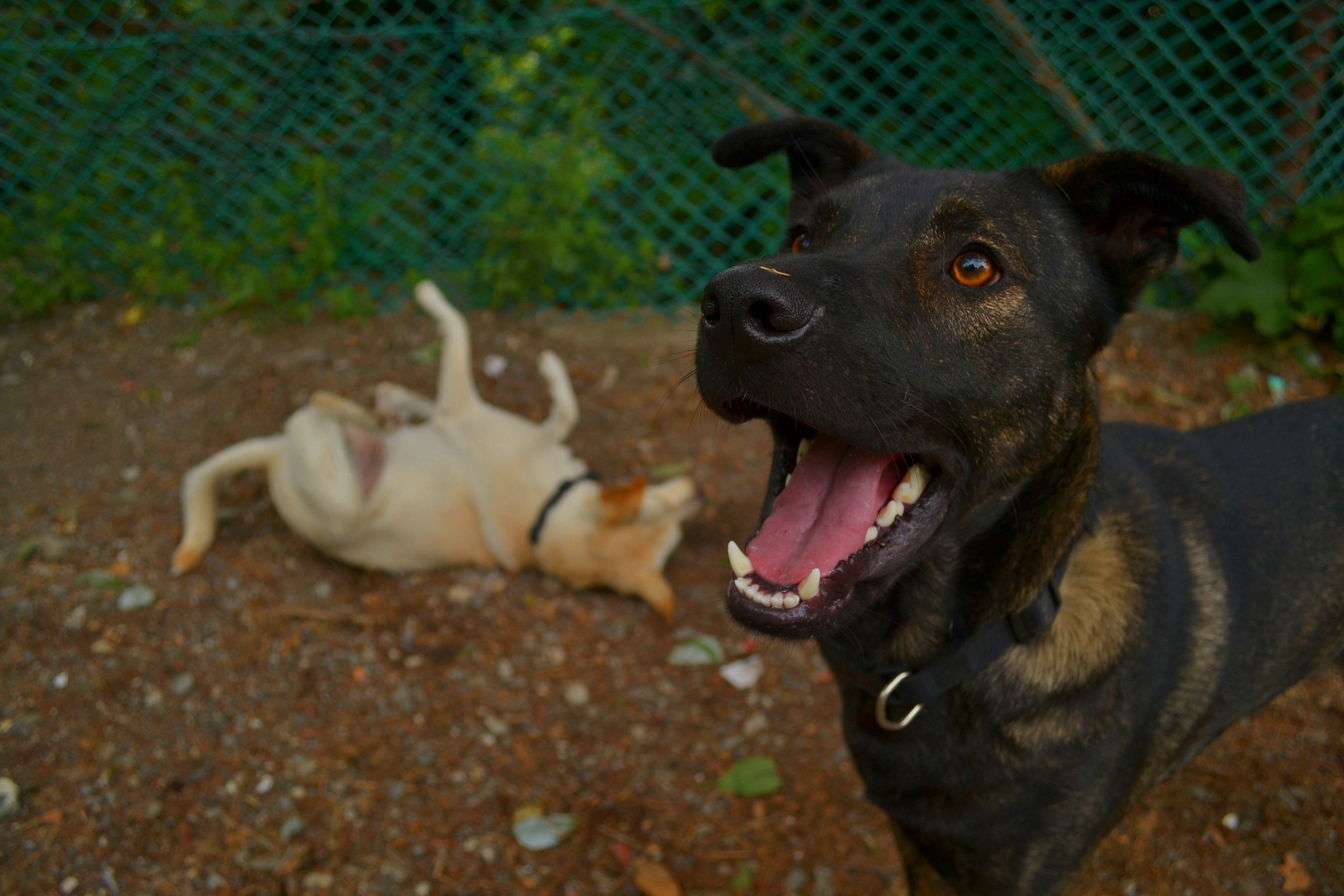 Guarda me, guarda me, guarda me!!!