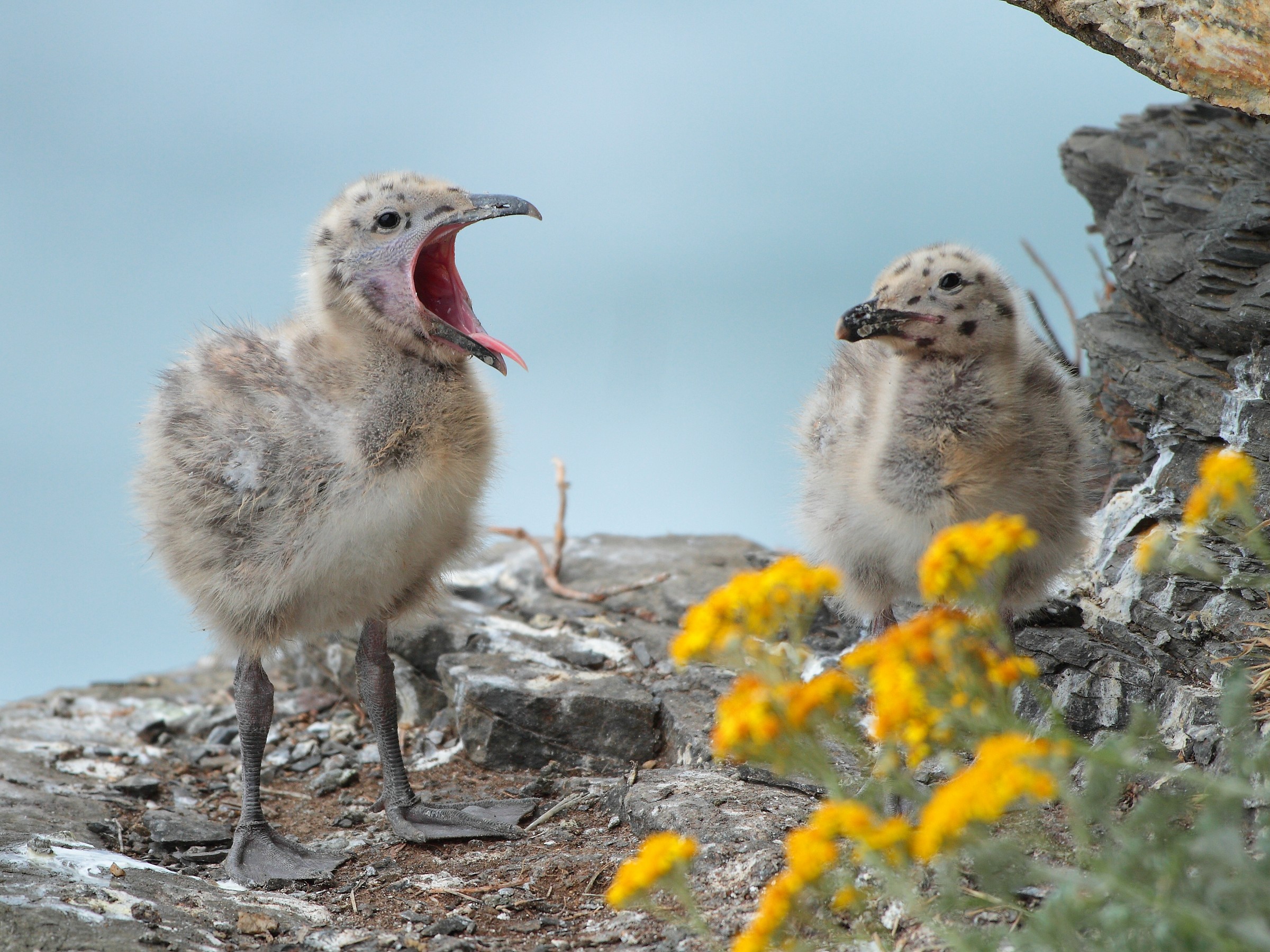 Gabbiano reale - pulli