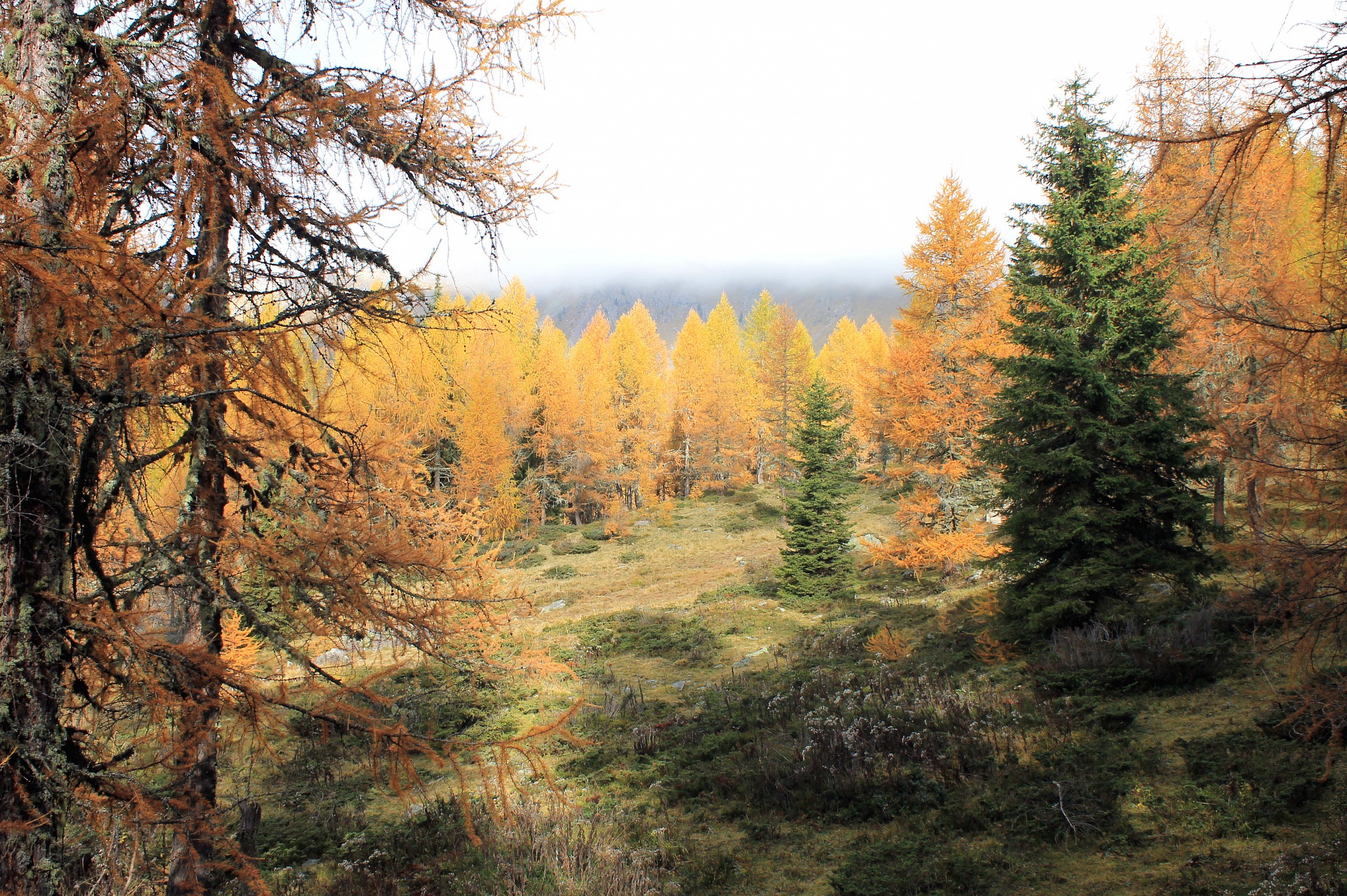 Larch autumn