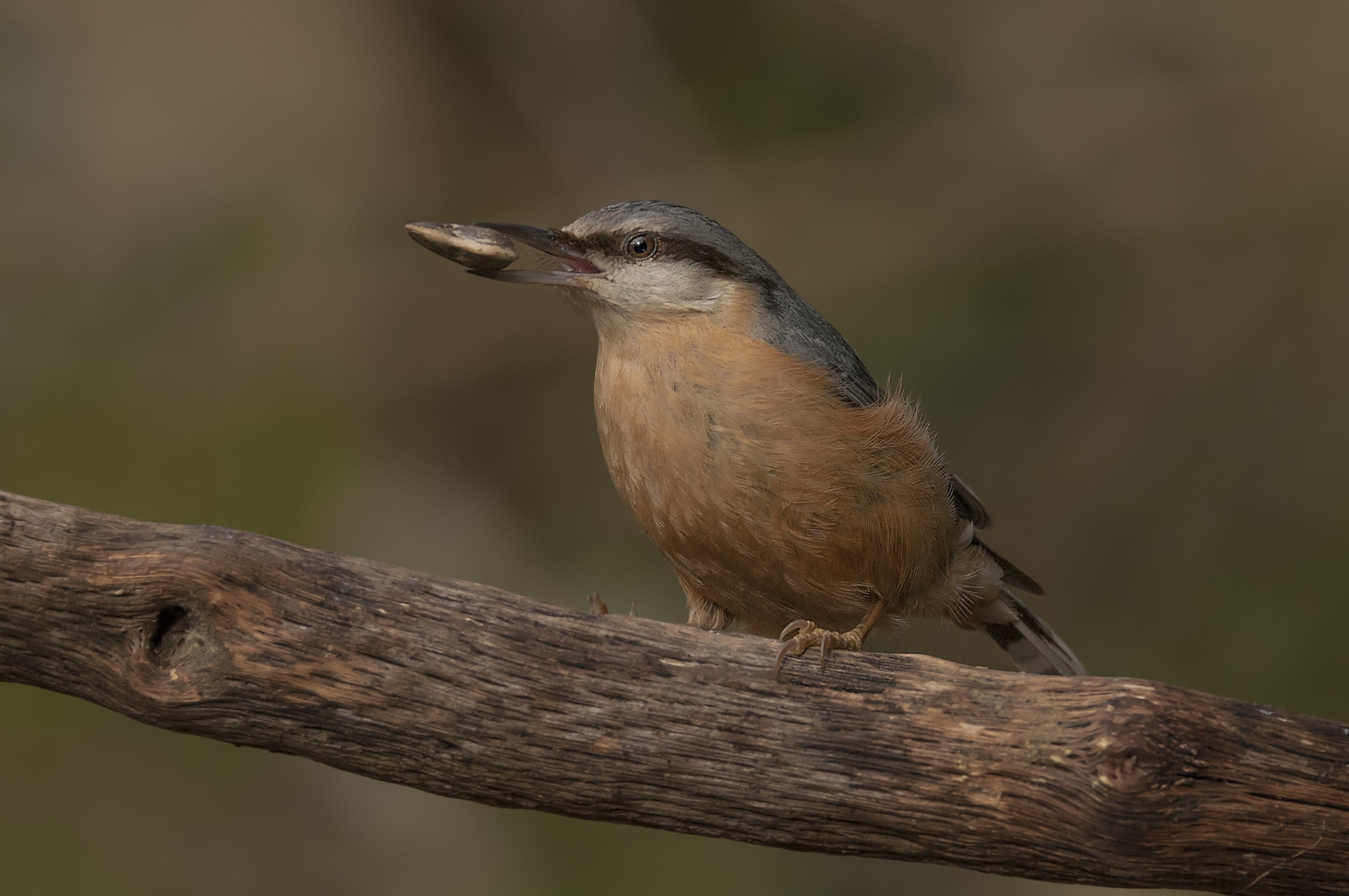 Picchio Muratore. Alpi Apuane.