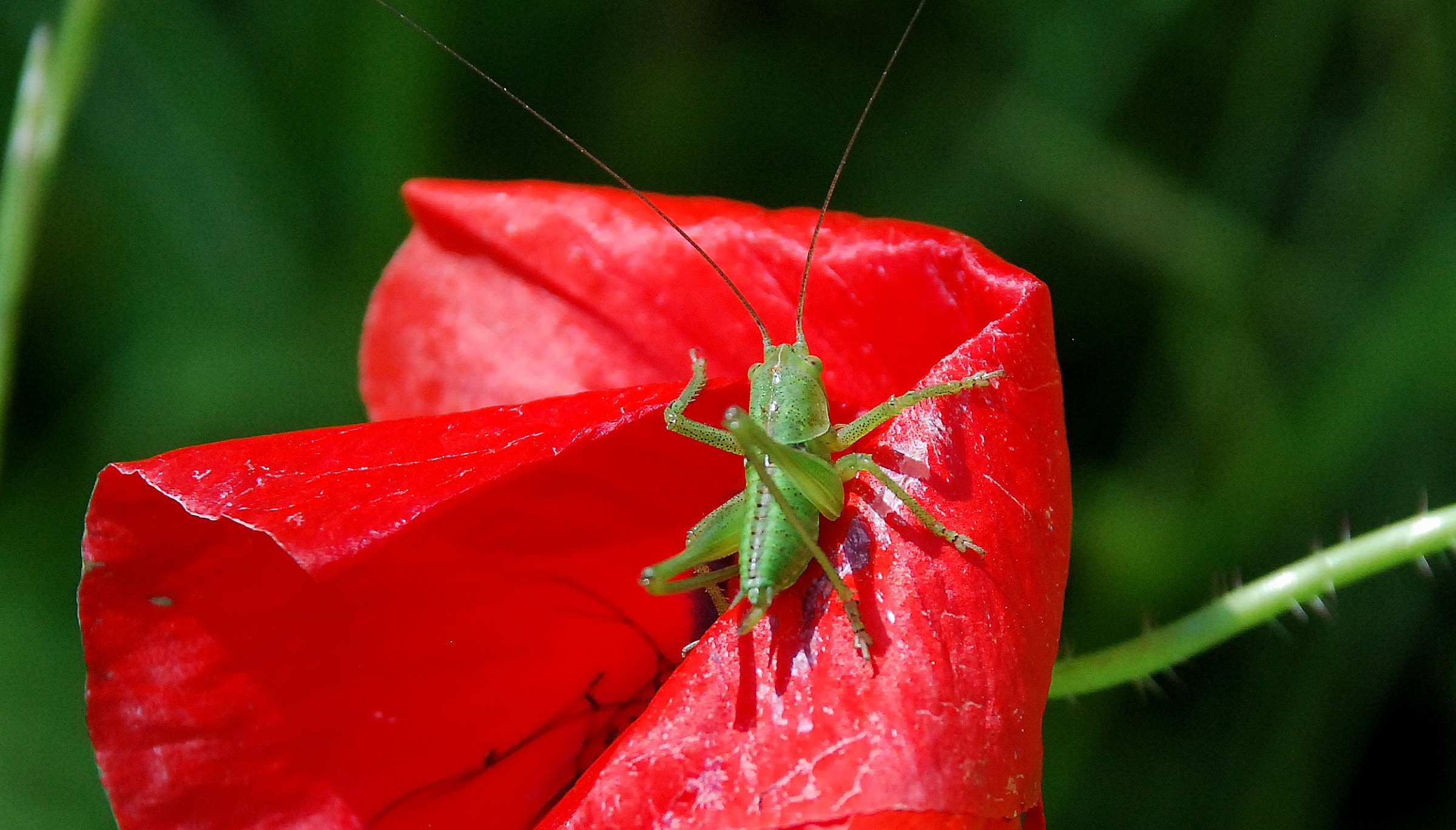 poppy with visitor