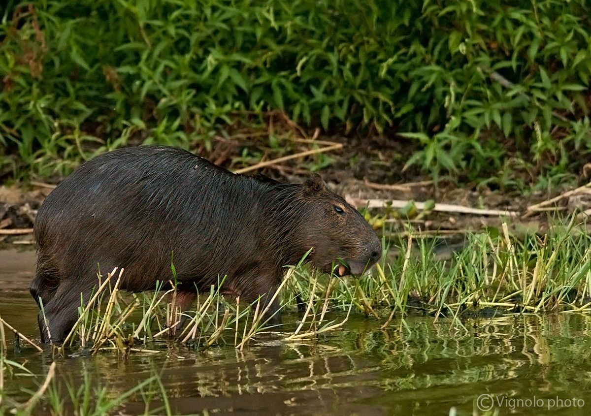 Capibarà (maschio)
