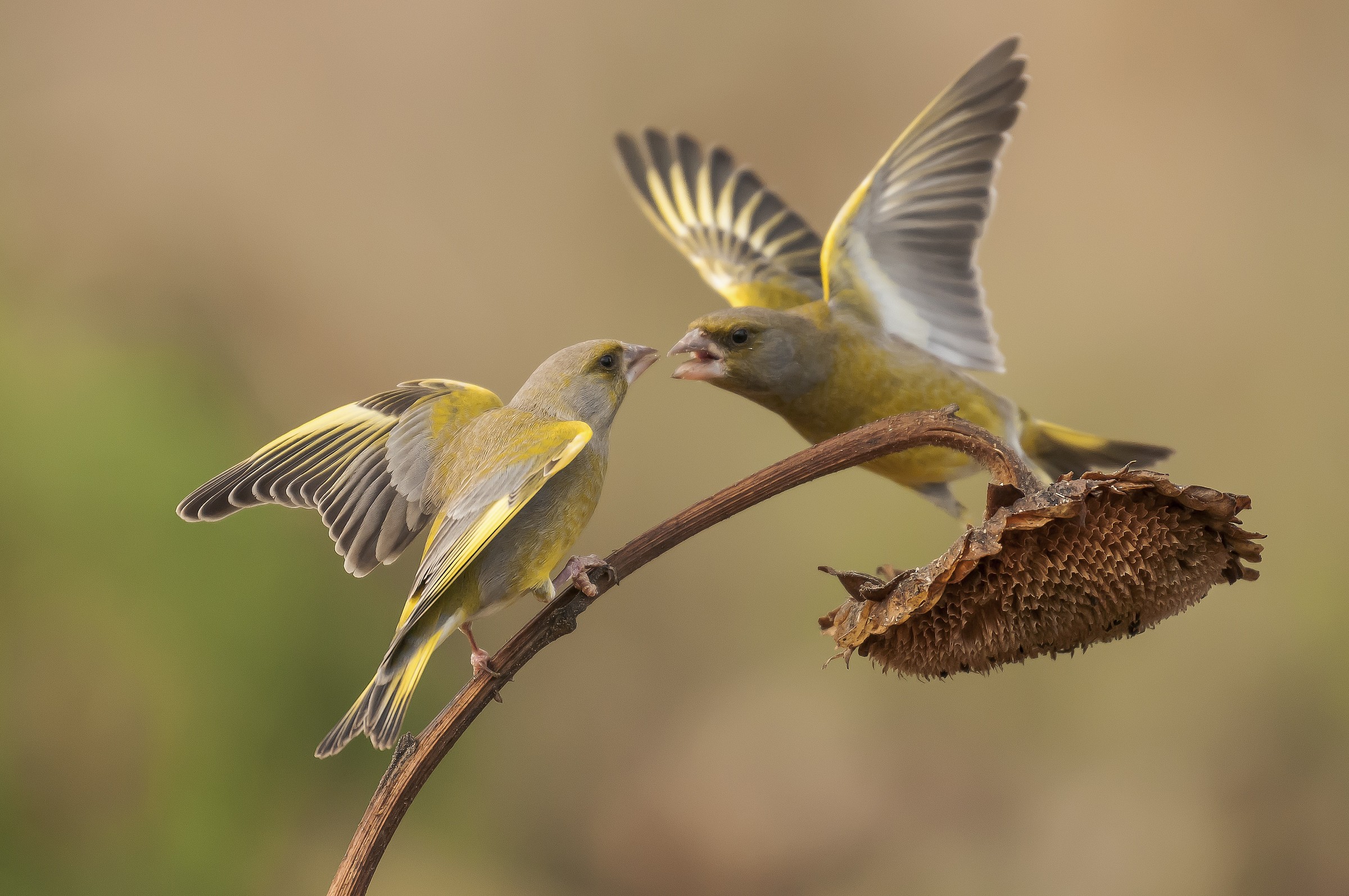 Verdoni. Oasi la Piana.