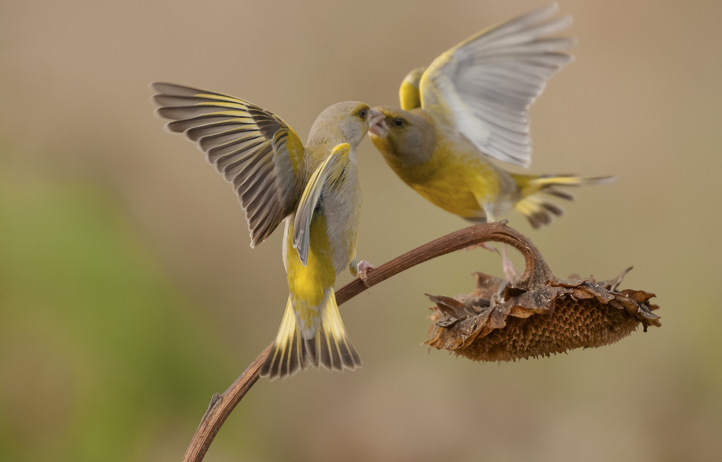 Verdoni. Oasi la Piana.