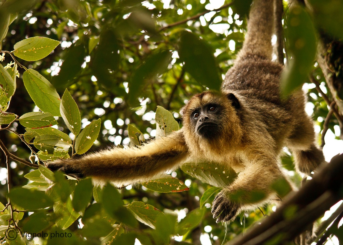 Scimmia urlatrice (femmina)