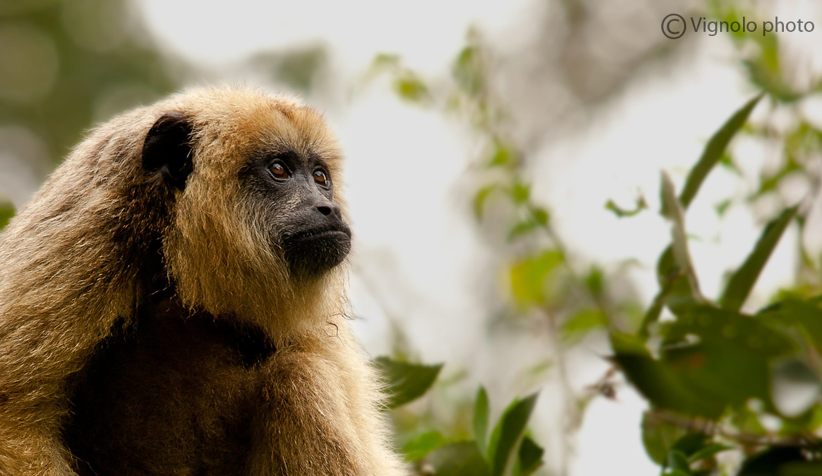 Scimmia urlatrice (femmina)