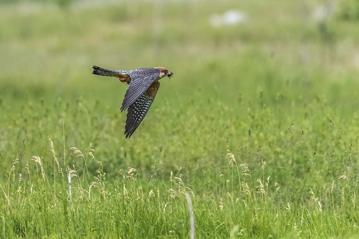 Falco cuculo (femmina) con preda