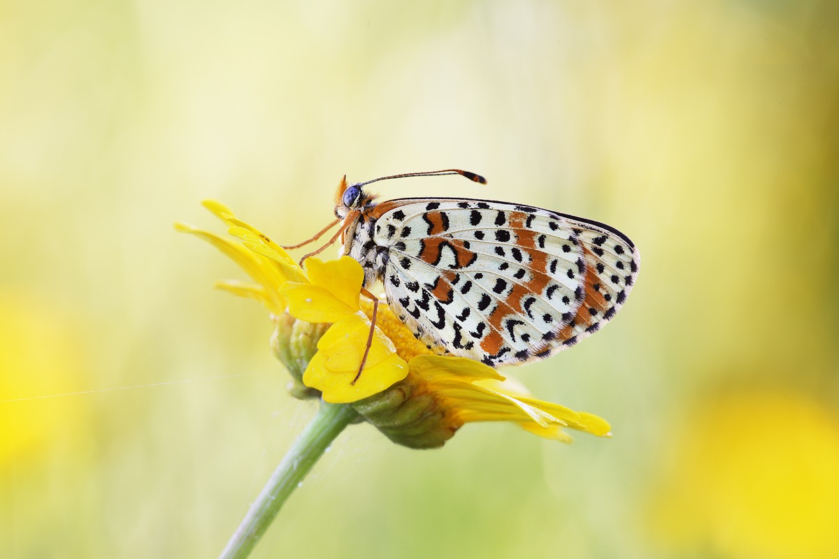 Melitaea didyma