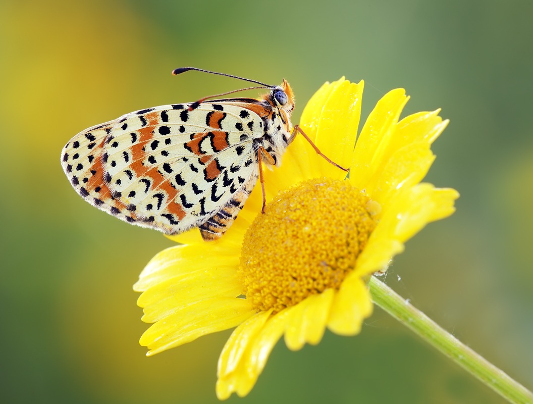 Melitaea didyma