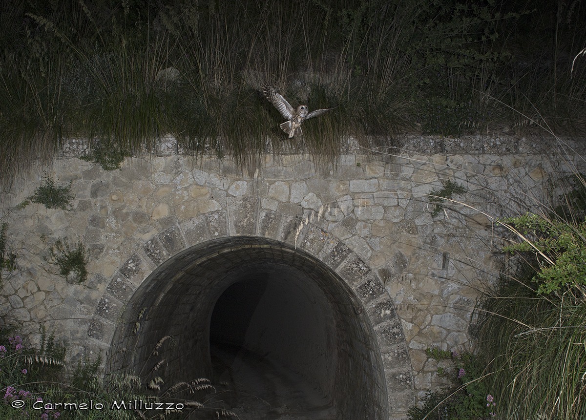 Allocco tunnel _Strix aluco_