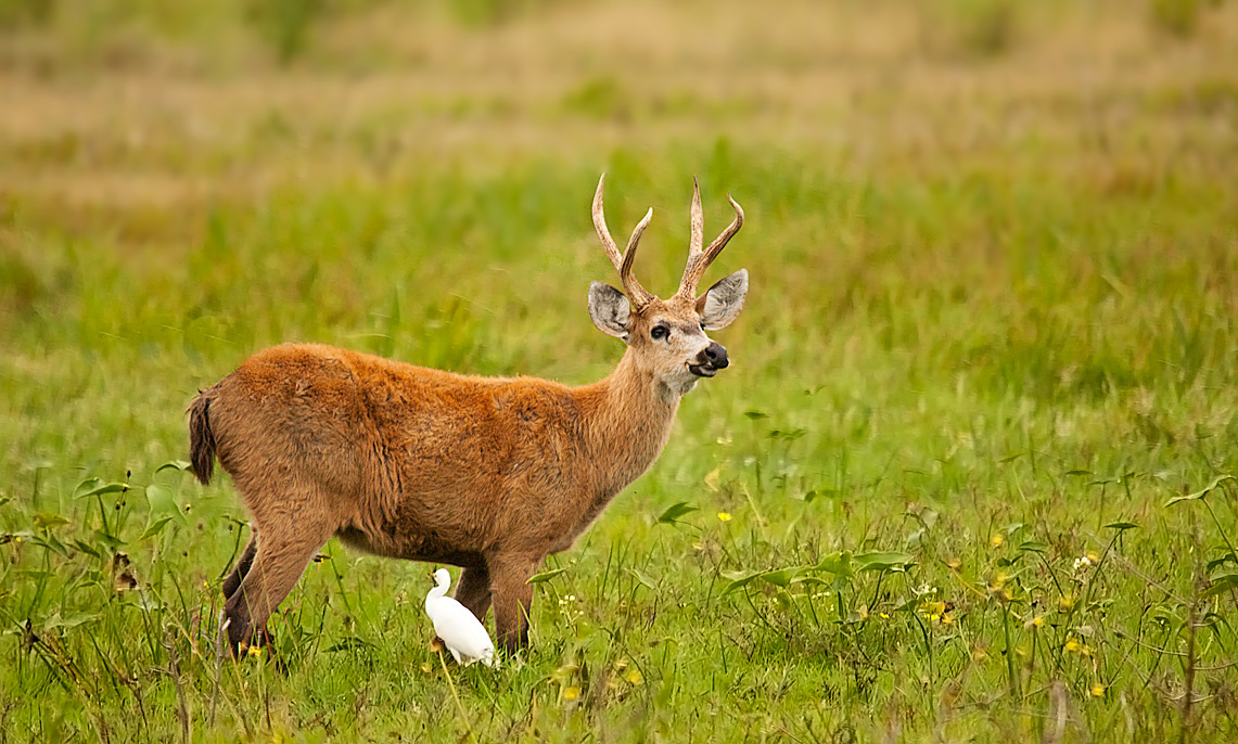 Cervo delle paludi (maschio)