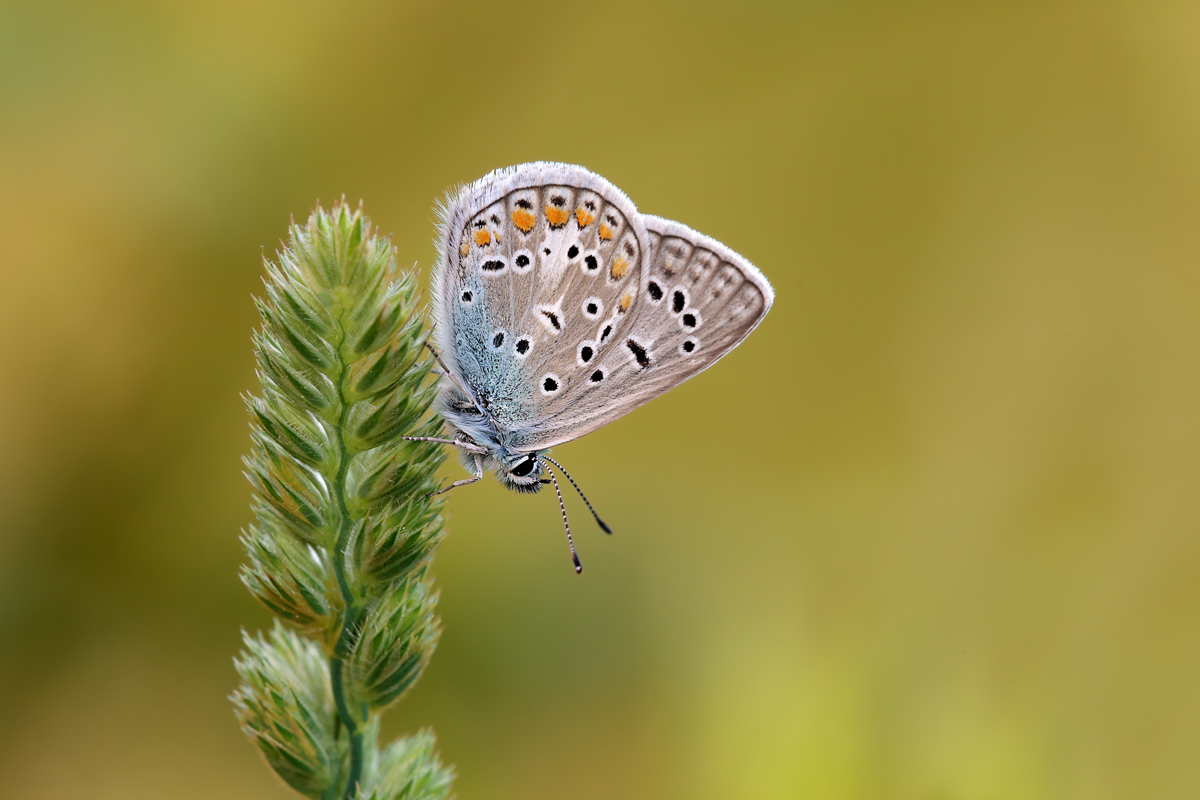 Polyommatus icarus