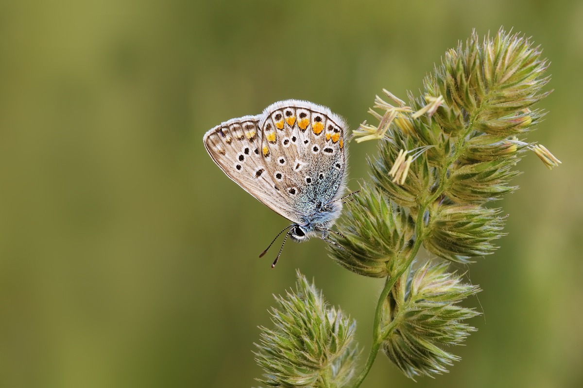 Polyommatus icarus