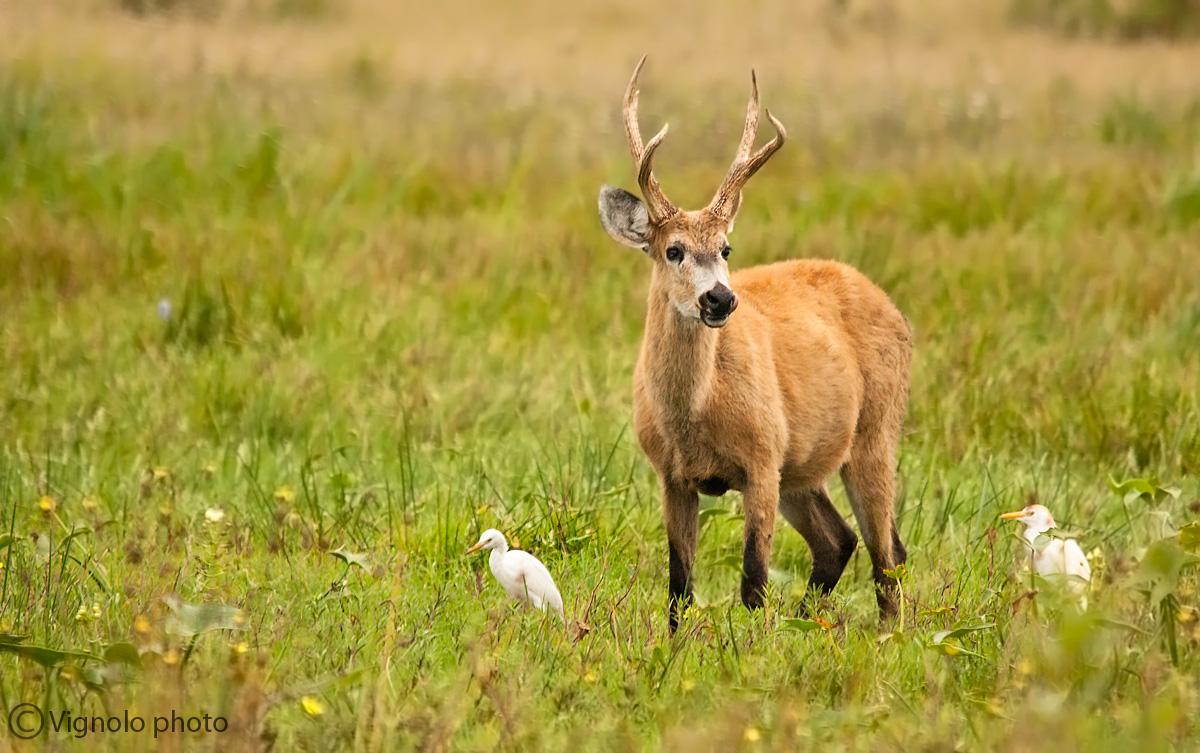 Cervo delle paludi (maschio)