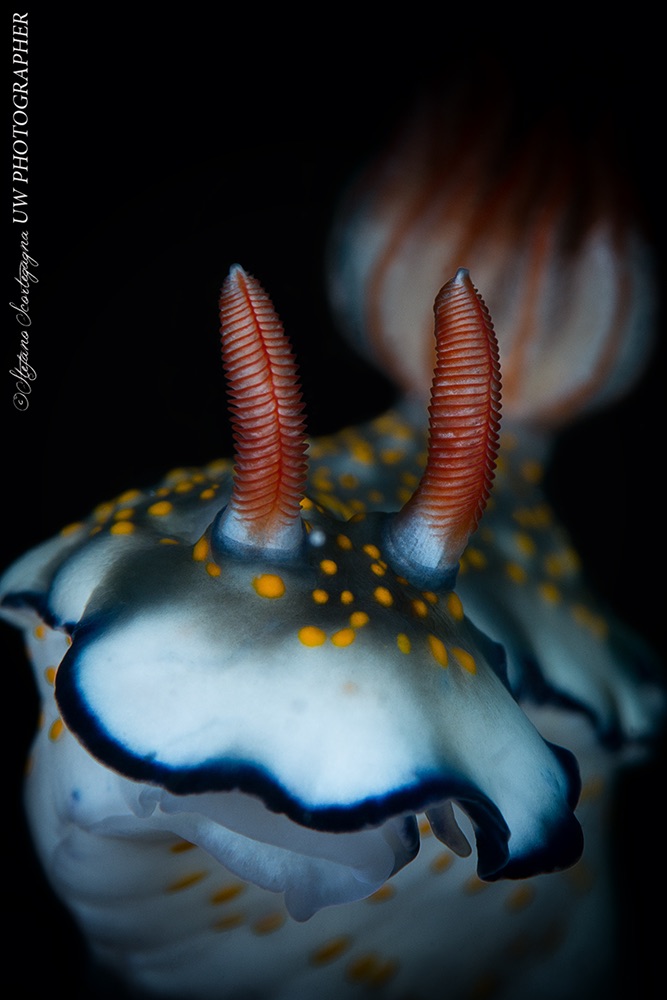Hypselodoris bollandi