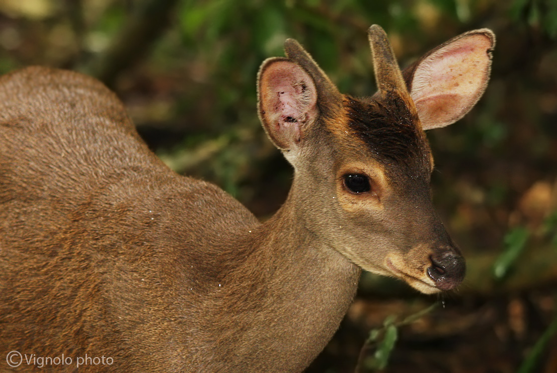 Cervo delle paludi (femmina)