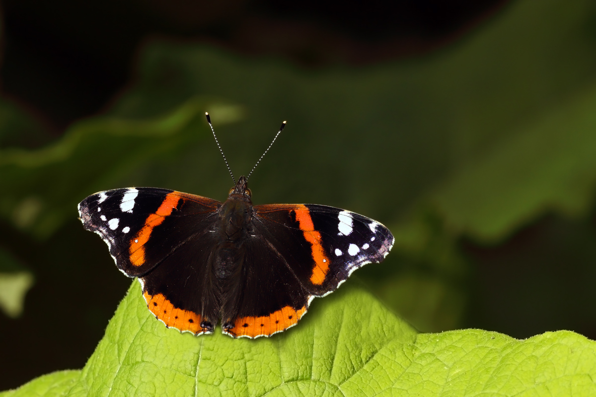 Vanessa Atalanta