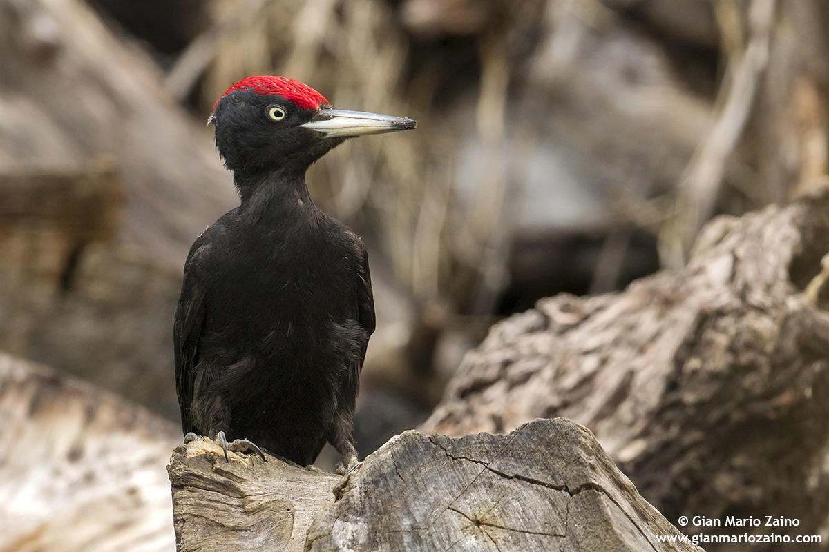 Dryocopus martius / Picchio nero