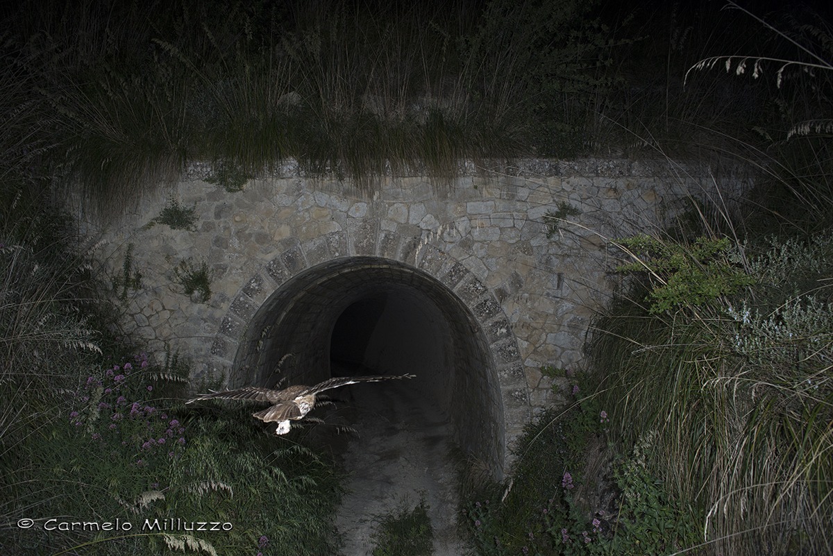 Allocco enters a tunnel -Strix aluco-