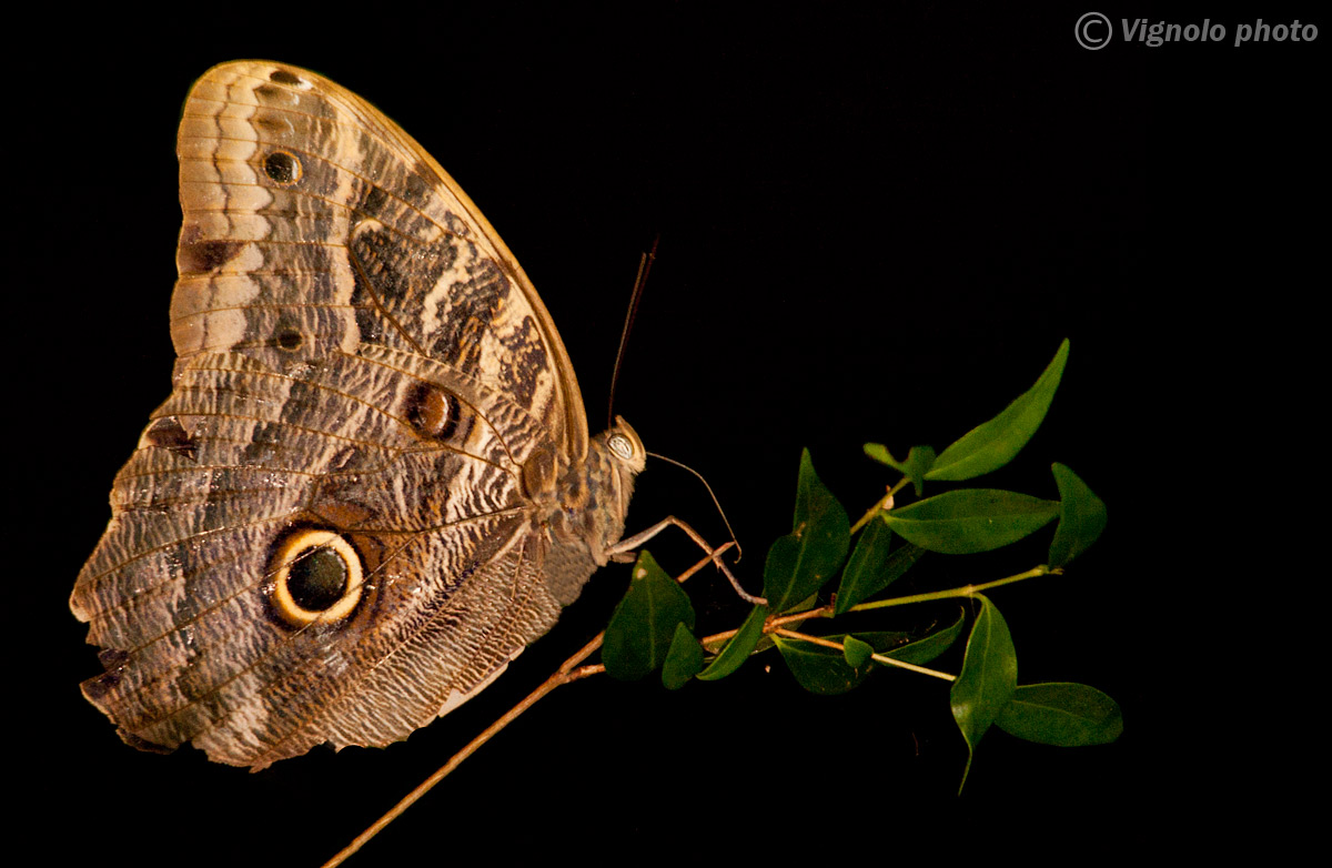 Farfalla ( occhio di gufo)