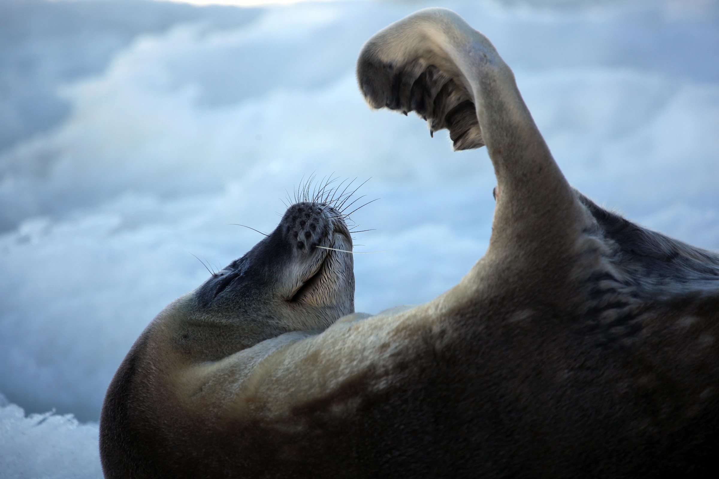 Seal's manicure