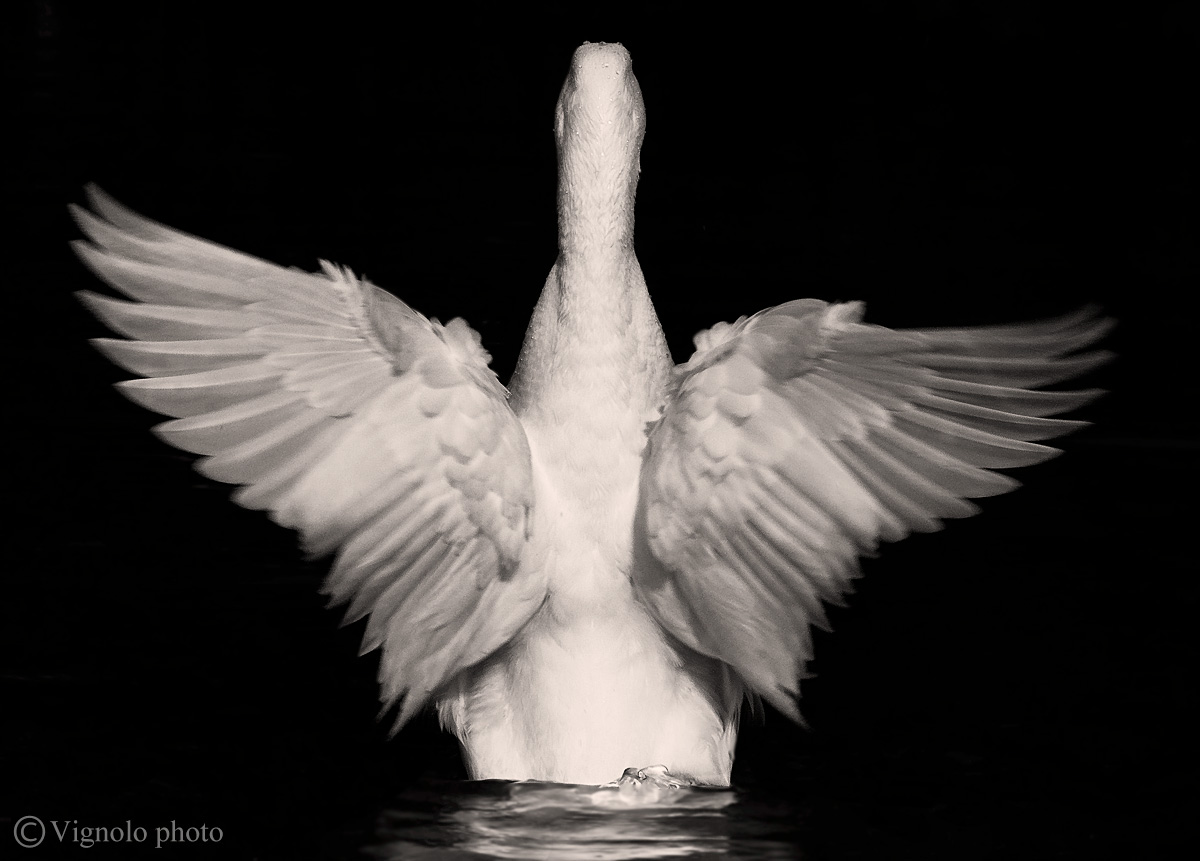 Mute Swan